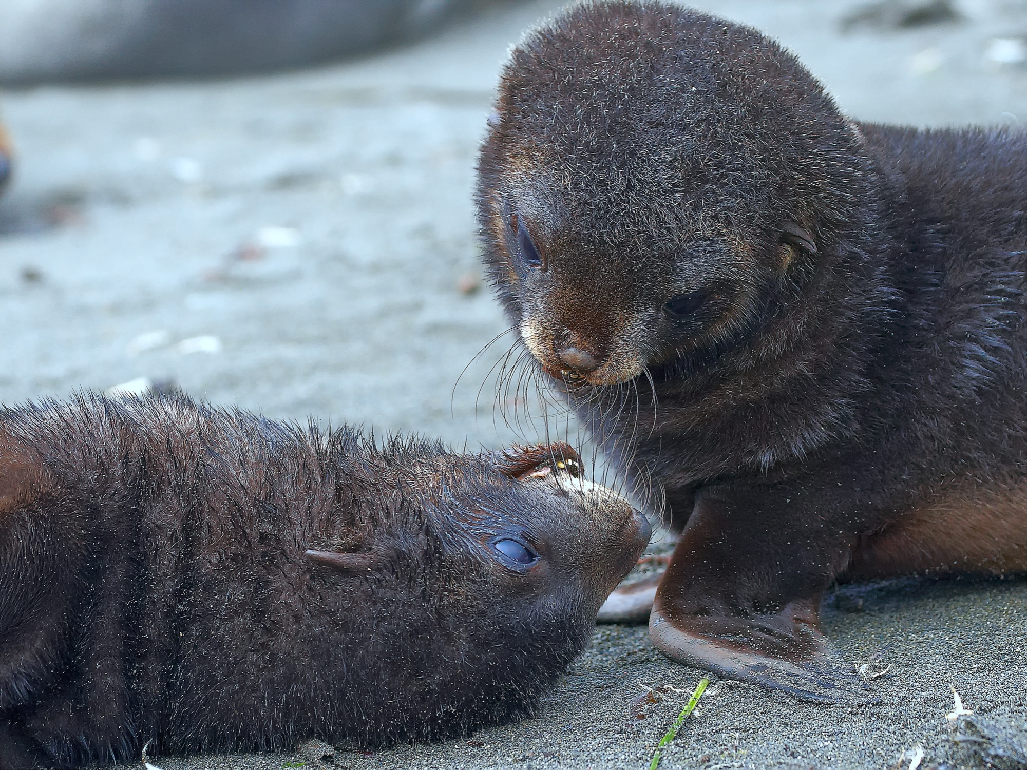 young fur seals play with each other