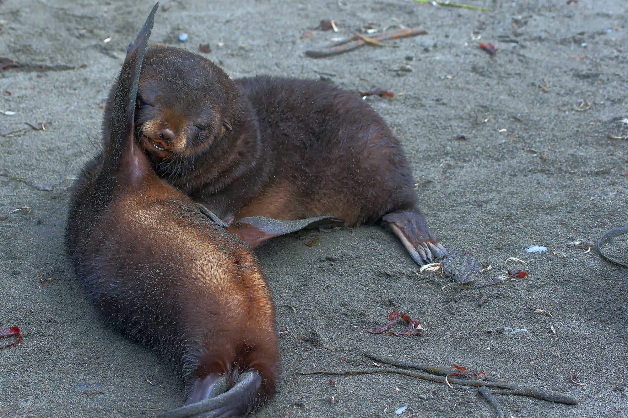 young fur seals play with each other