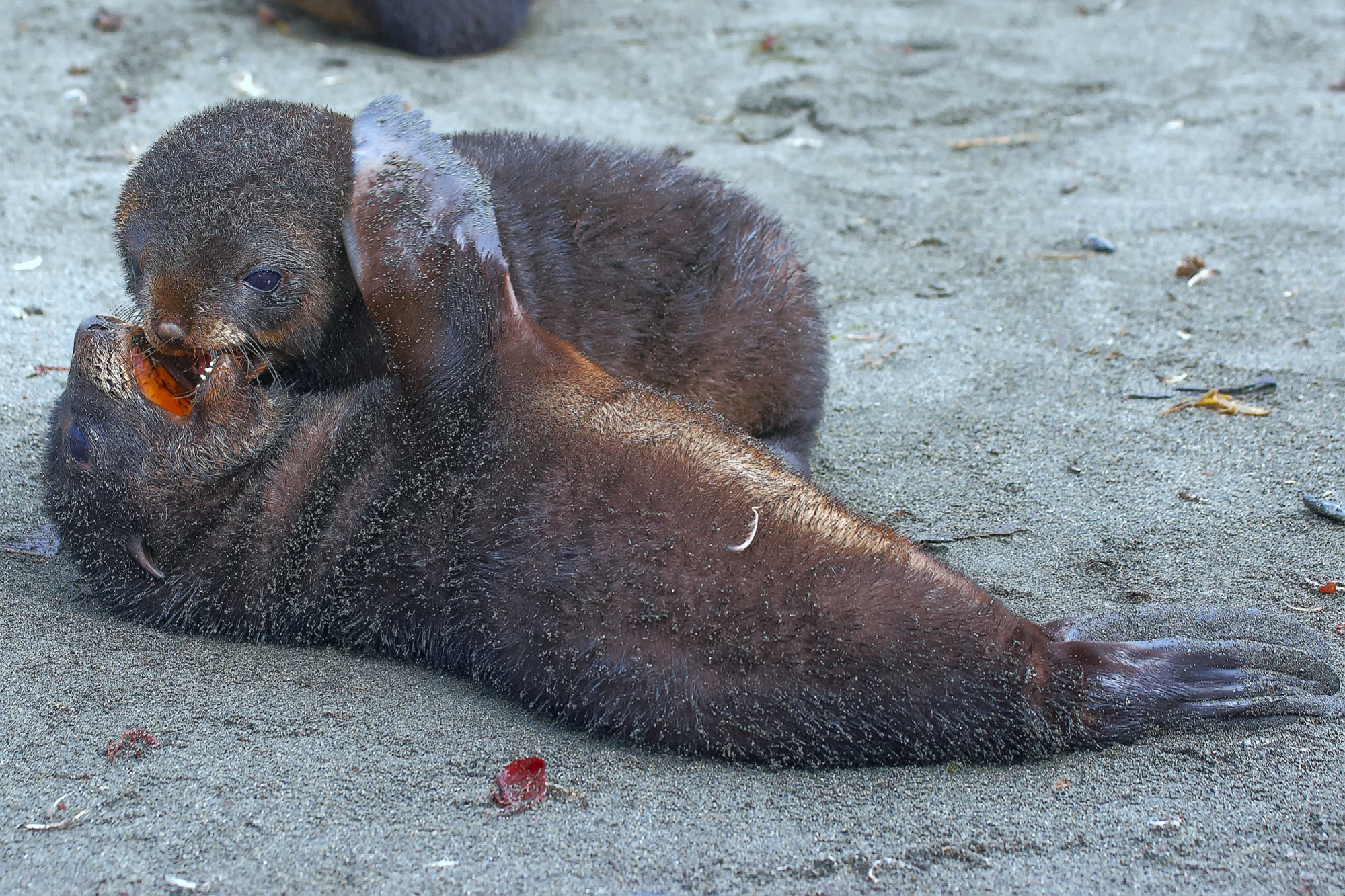 young fur seals play with each other