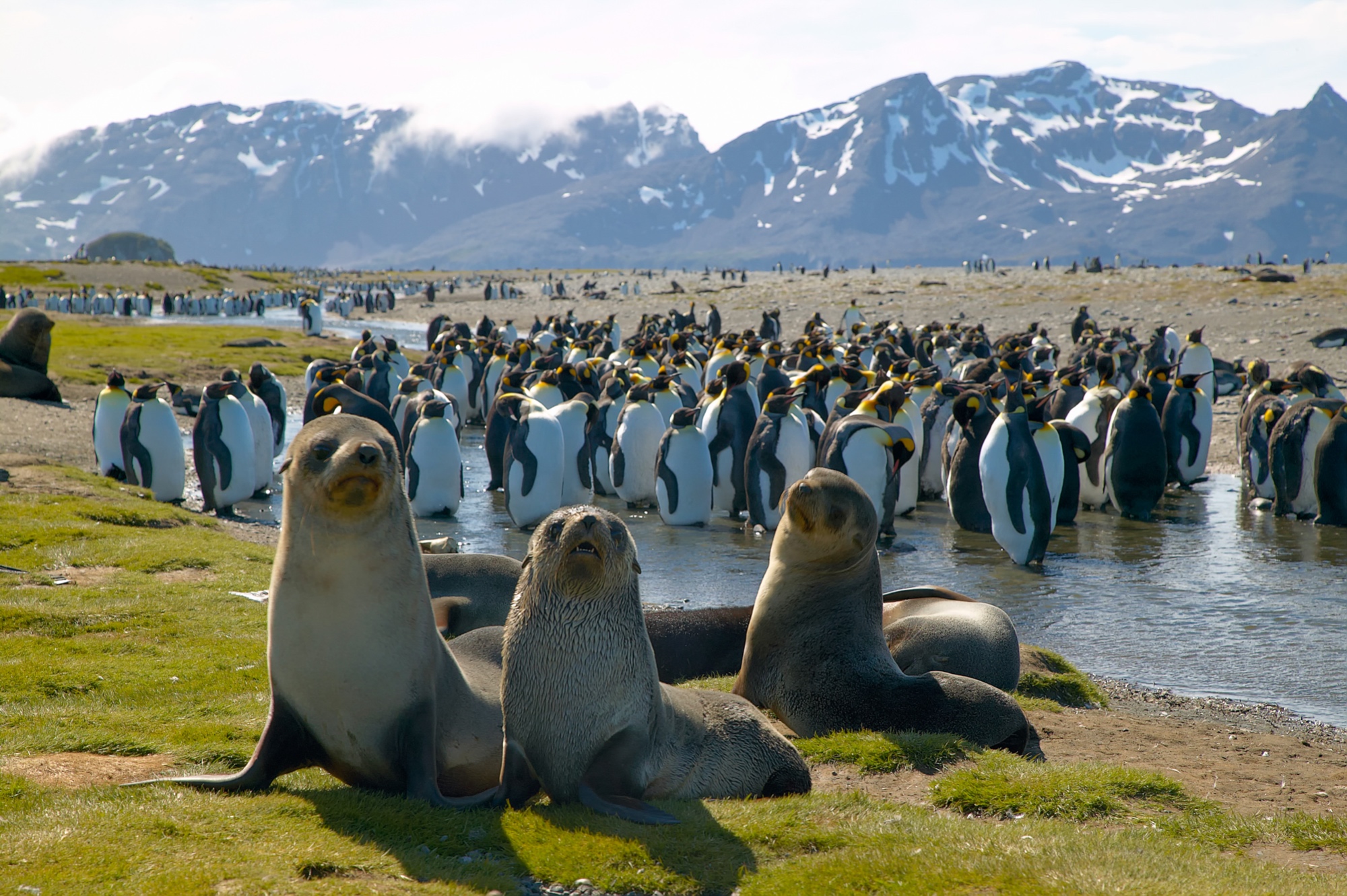 Salisbury Plain, South Georgia