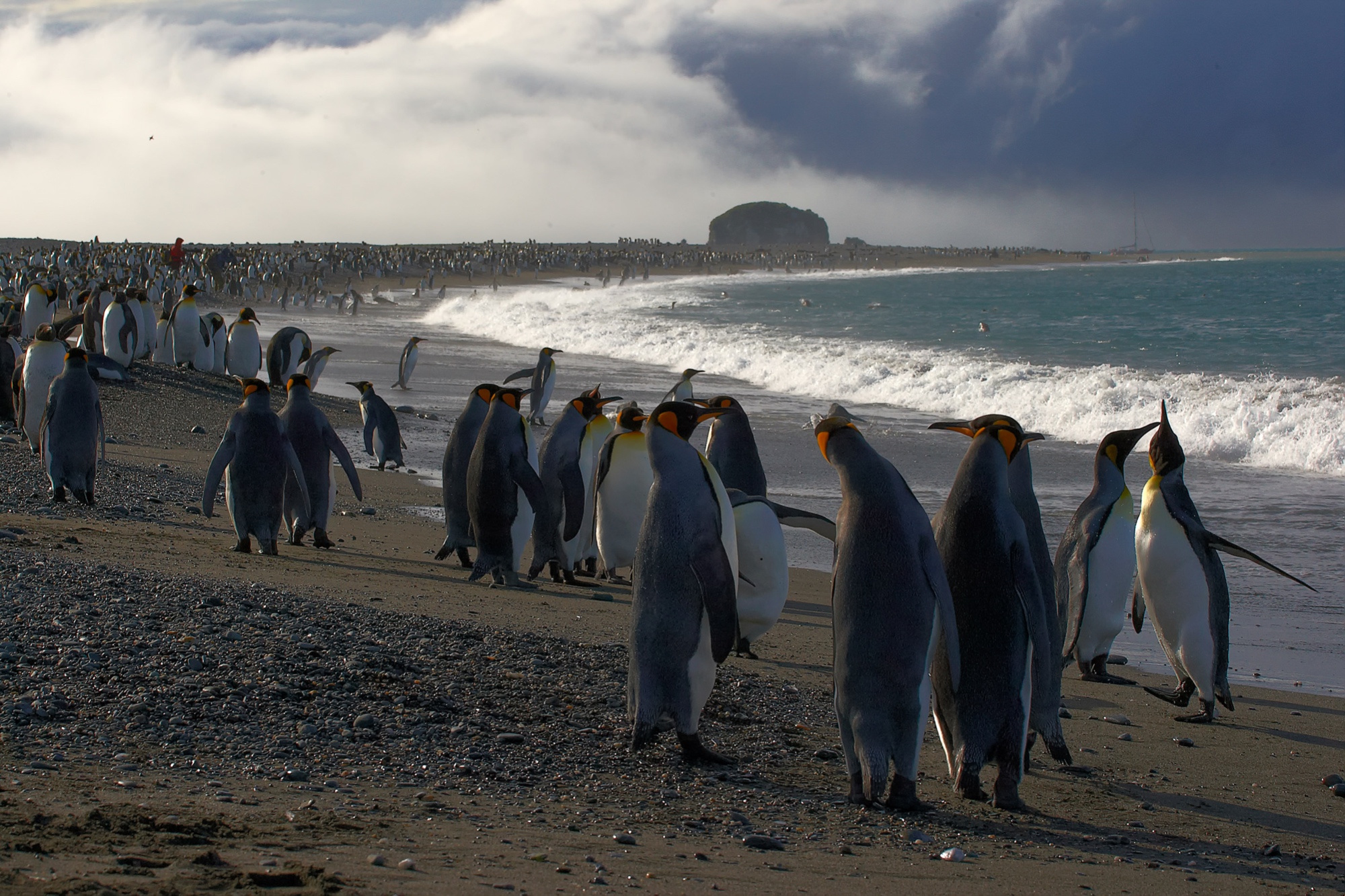king penguins at Salisbury Plain