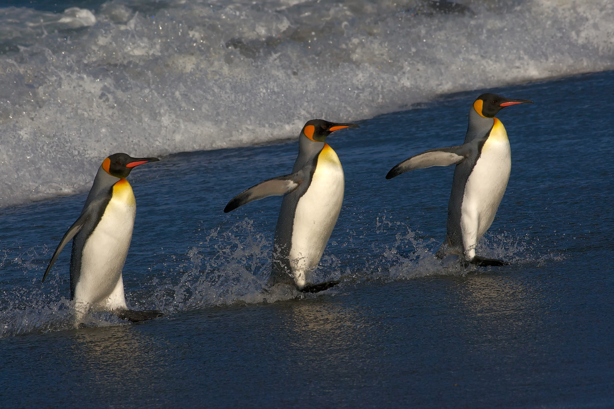 king penguins at Salisbury Plain