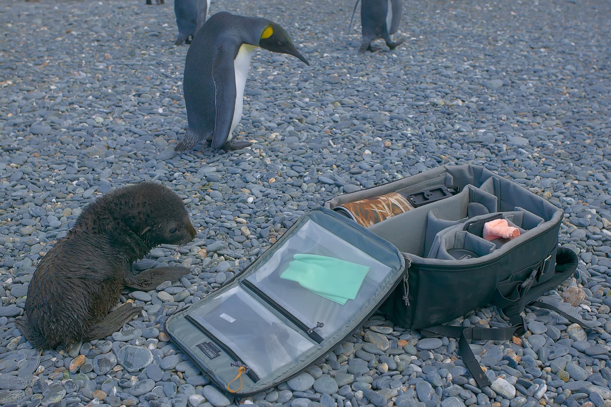 curious young sea lion and king penguin examine my photographic