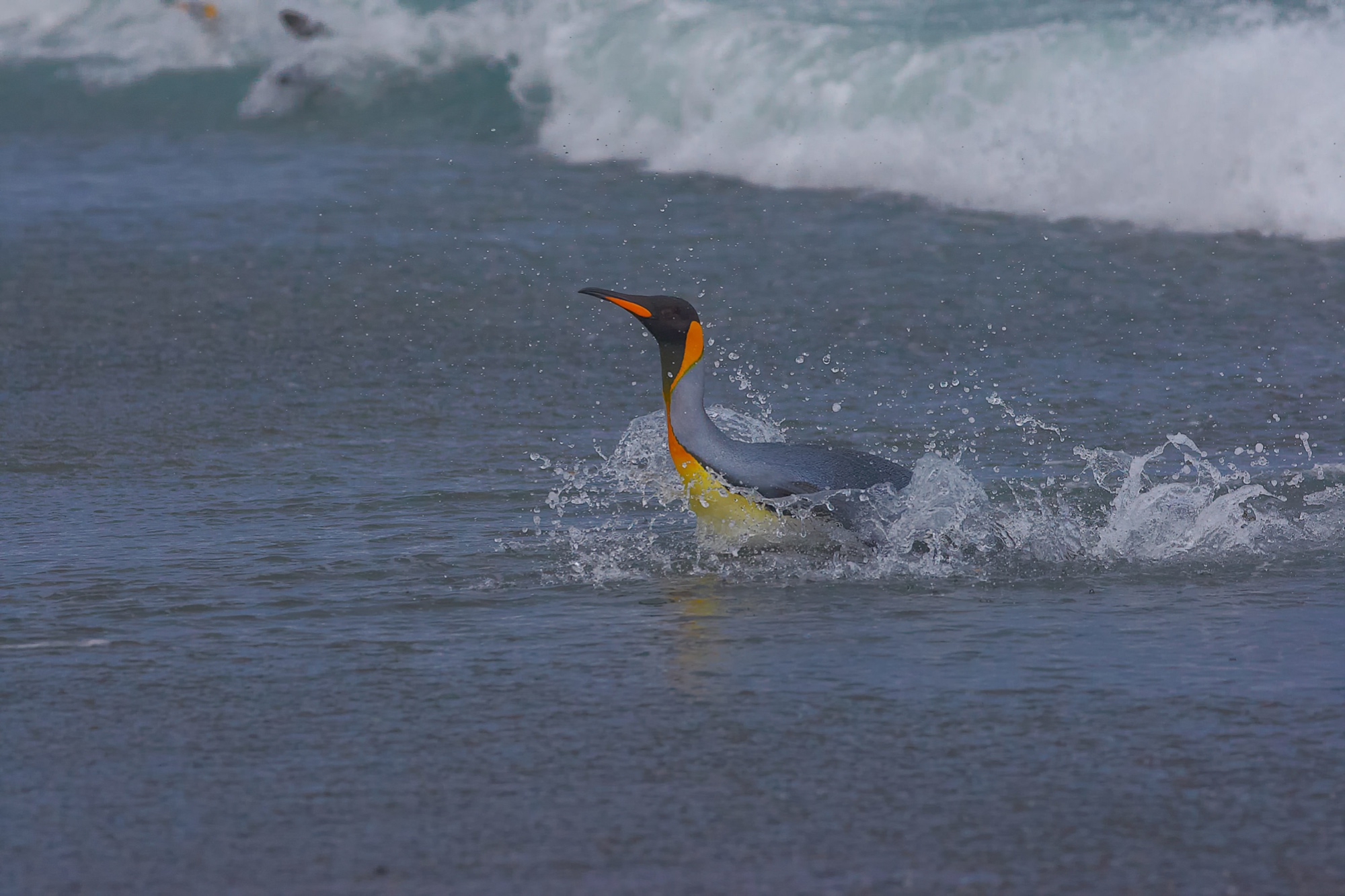 king penguins at Salisbury Plain