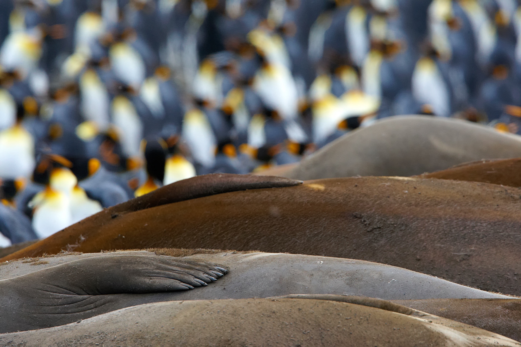 elephant seals at St. Andrews Bay