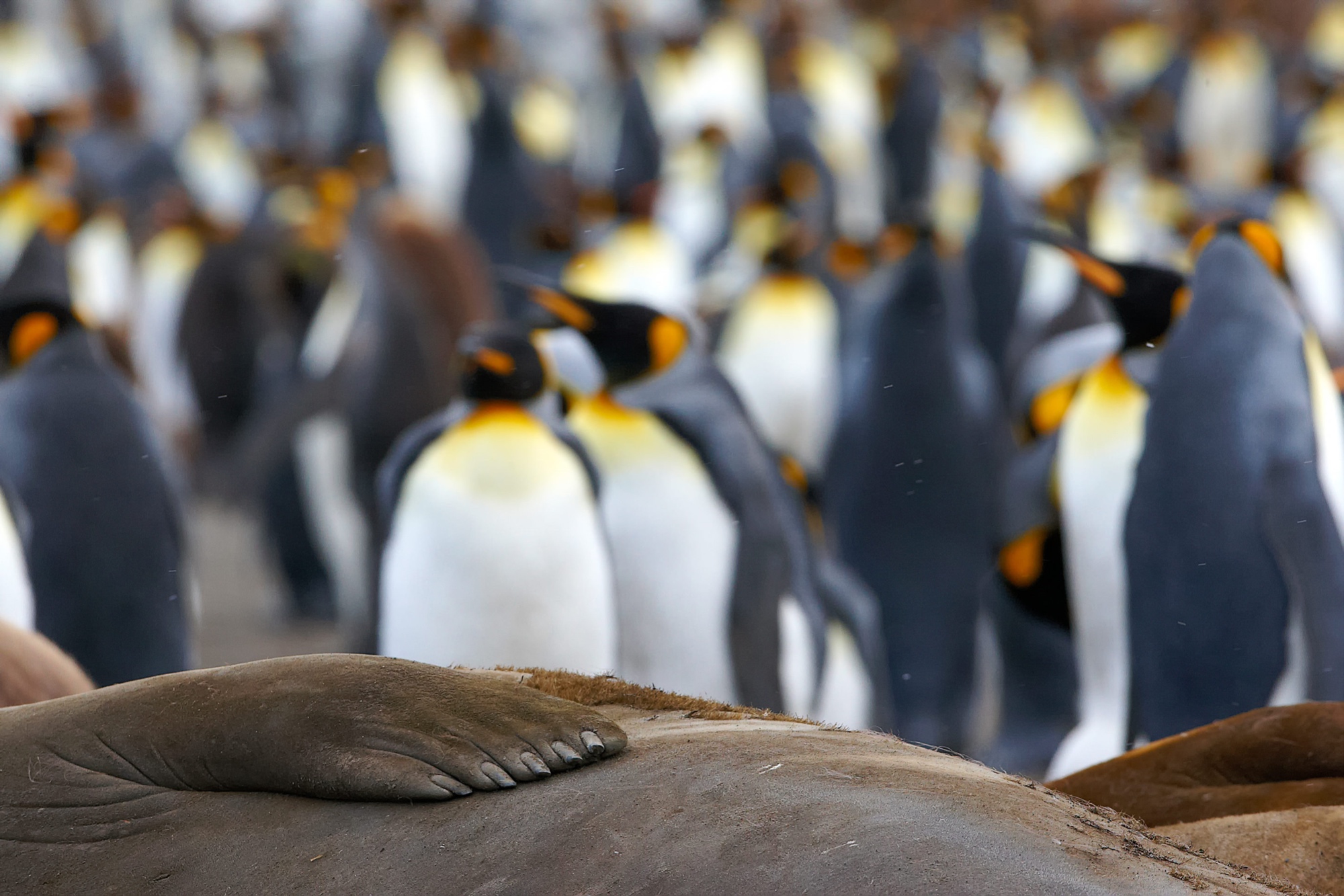 elephant seals at St. Andrews Bay