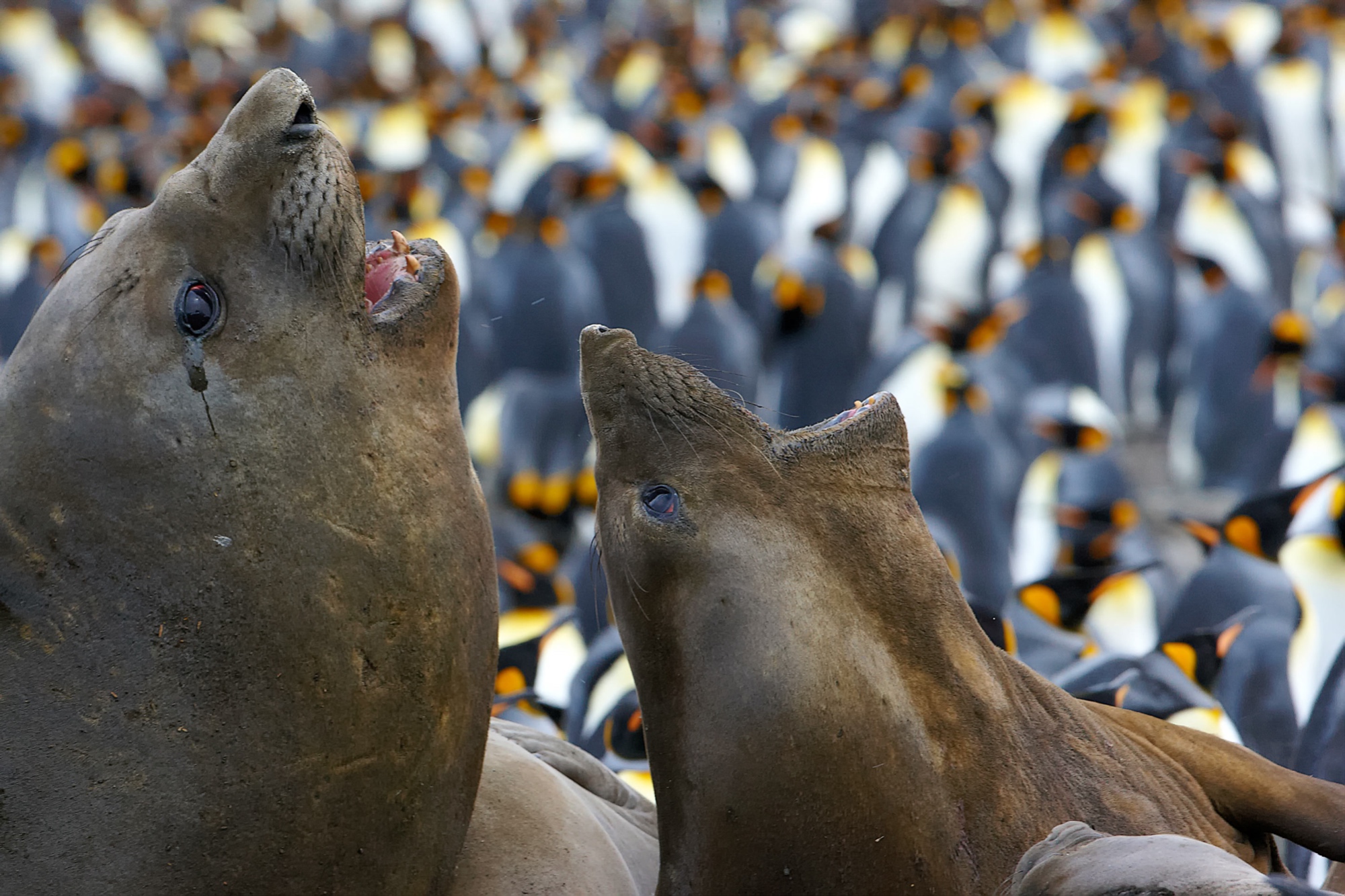 elephant seals at St. Andrews Bay