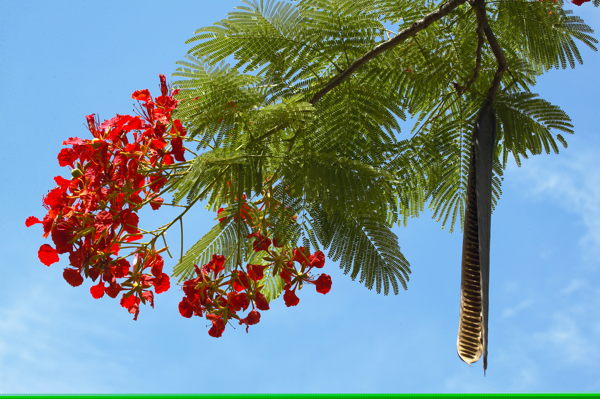 acacia tree in Nadi, Fiji