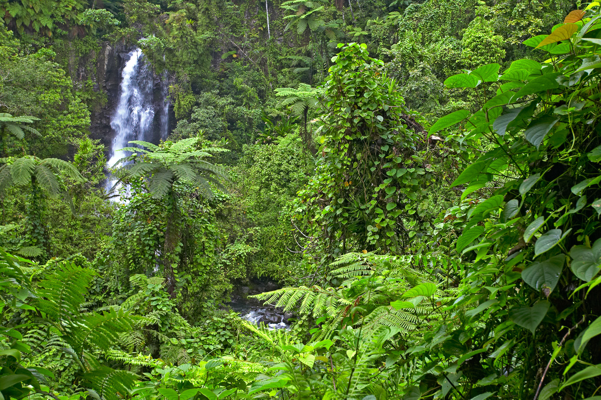 waterfall in the Taveuni rainforest