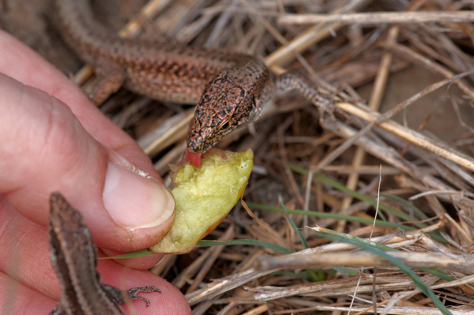lizard eating an apple