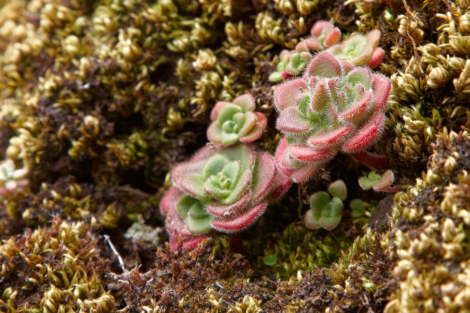 Aeonium glandulosum succulent, endemic to Madeira