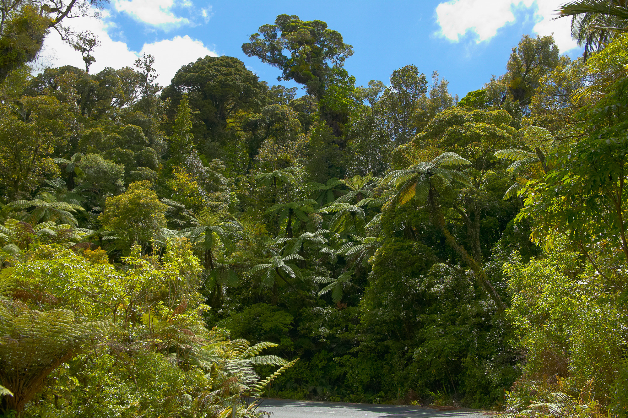 road towards Waipoa forest