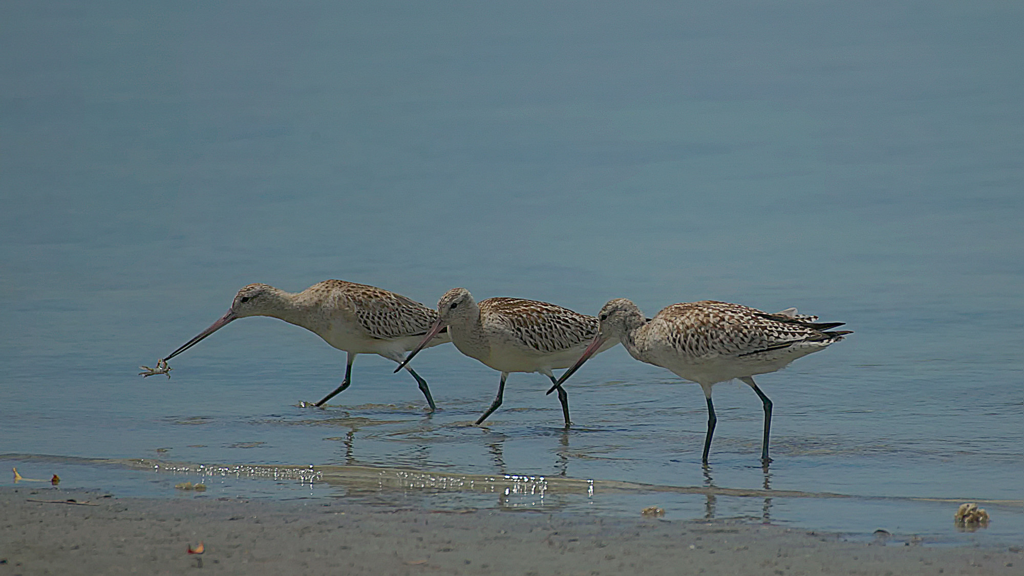 godwits