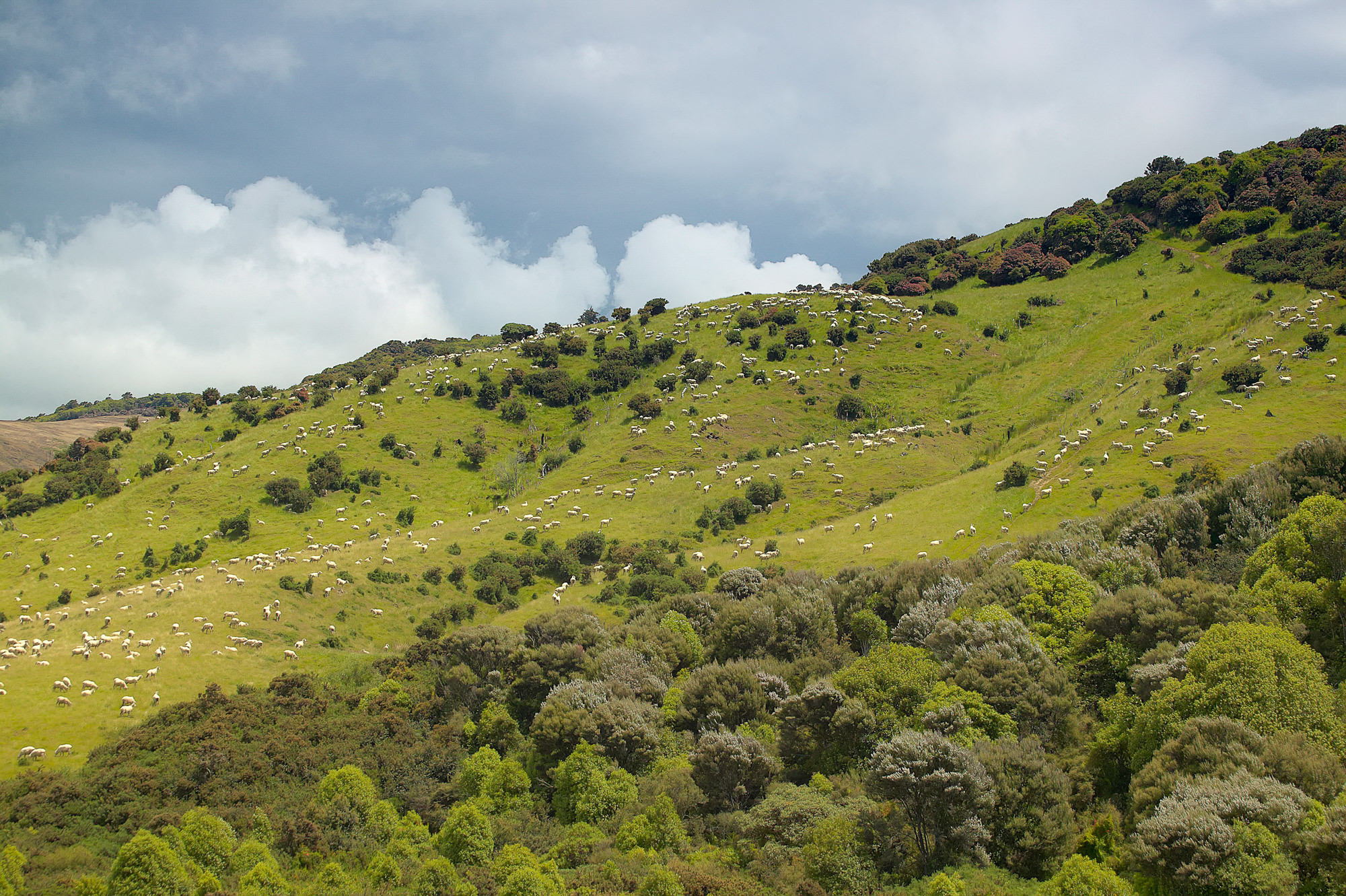 New Zealand landscape