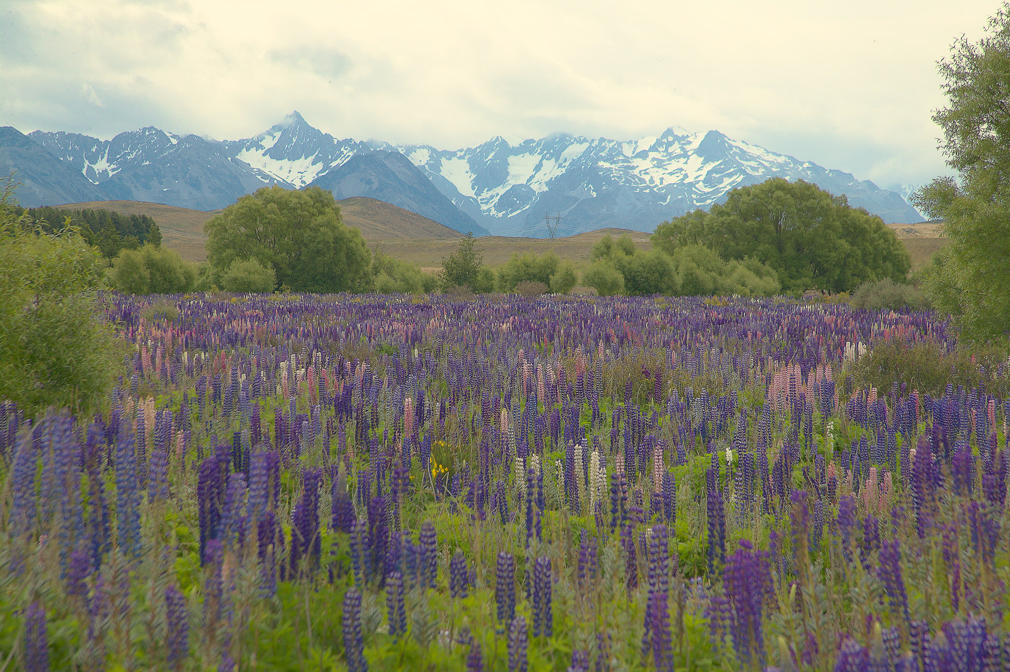 wild lupines and New Zealand alps