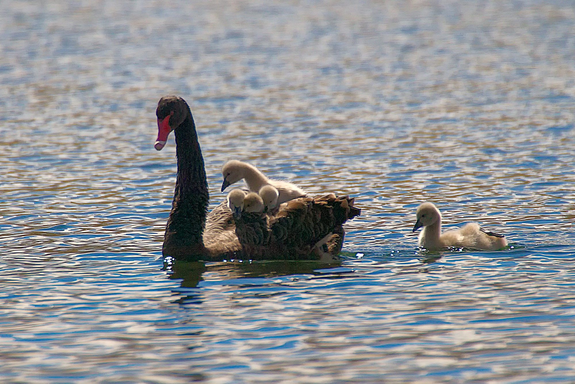 black swan at lake Alexandria