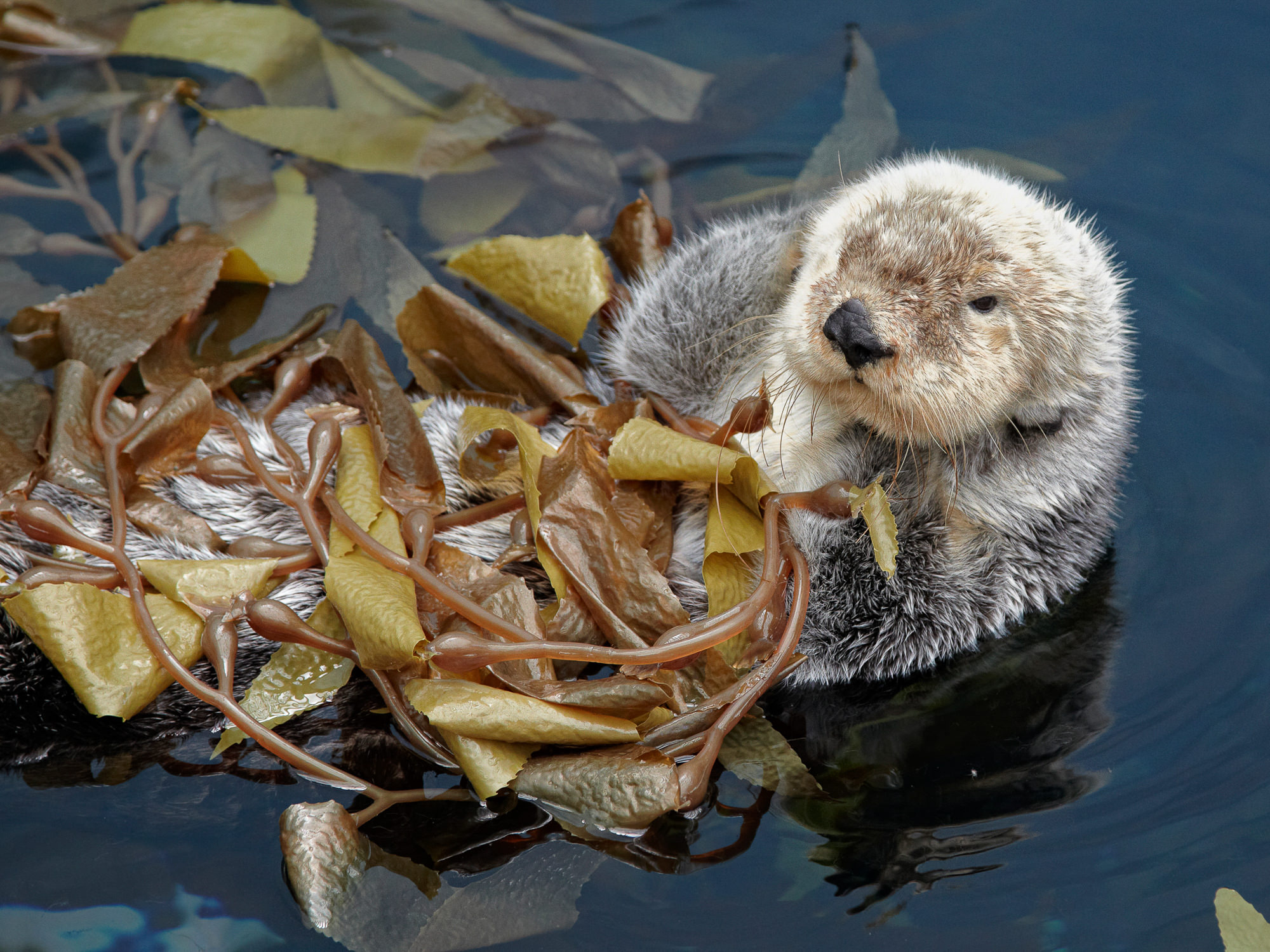 Oceanário de Lisboa