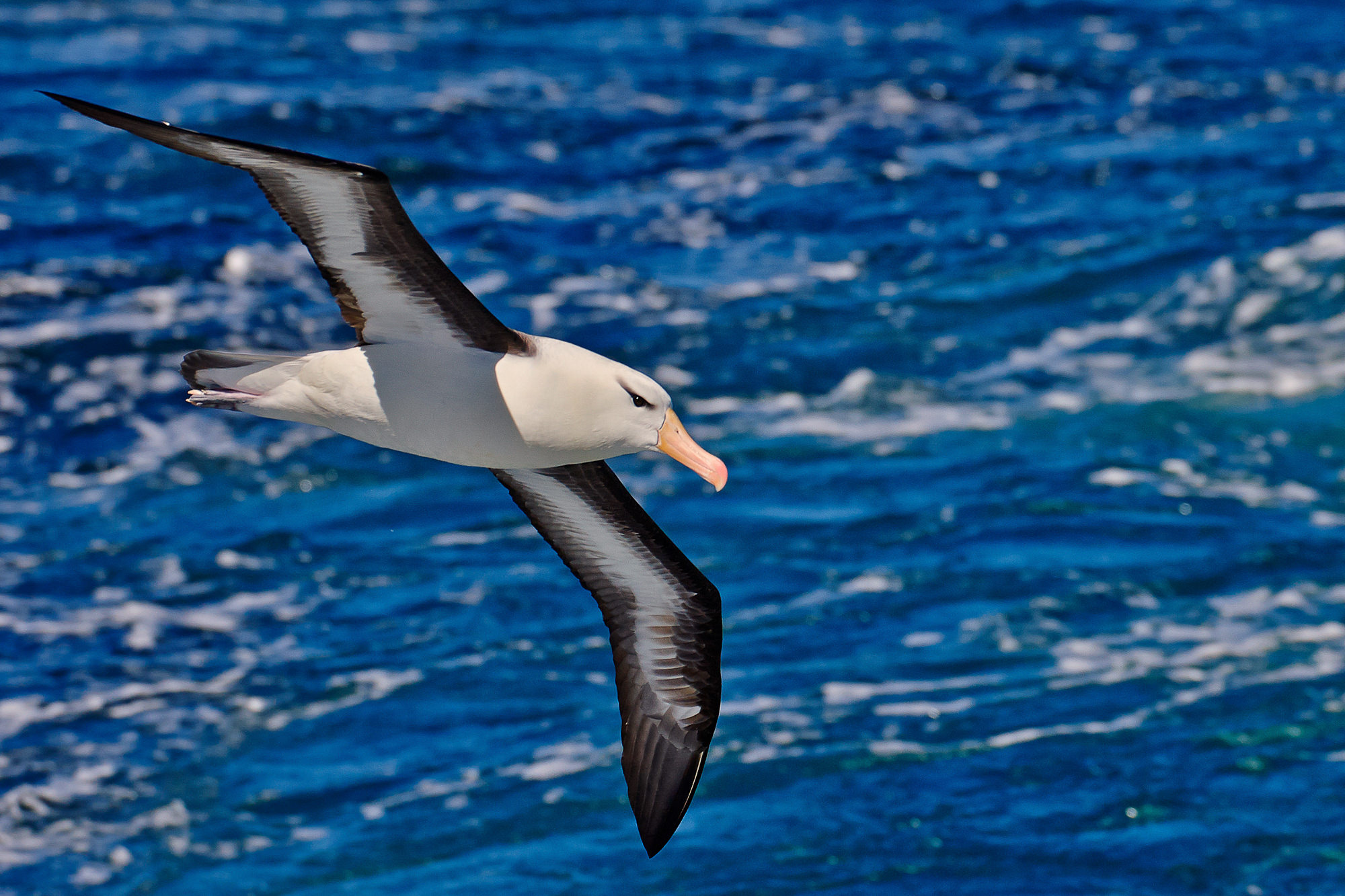 Albatros
