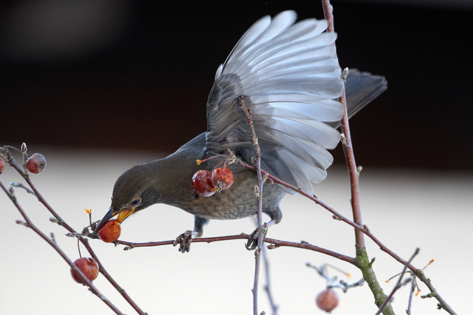 Amsel