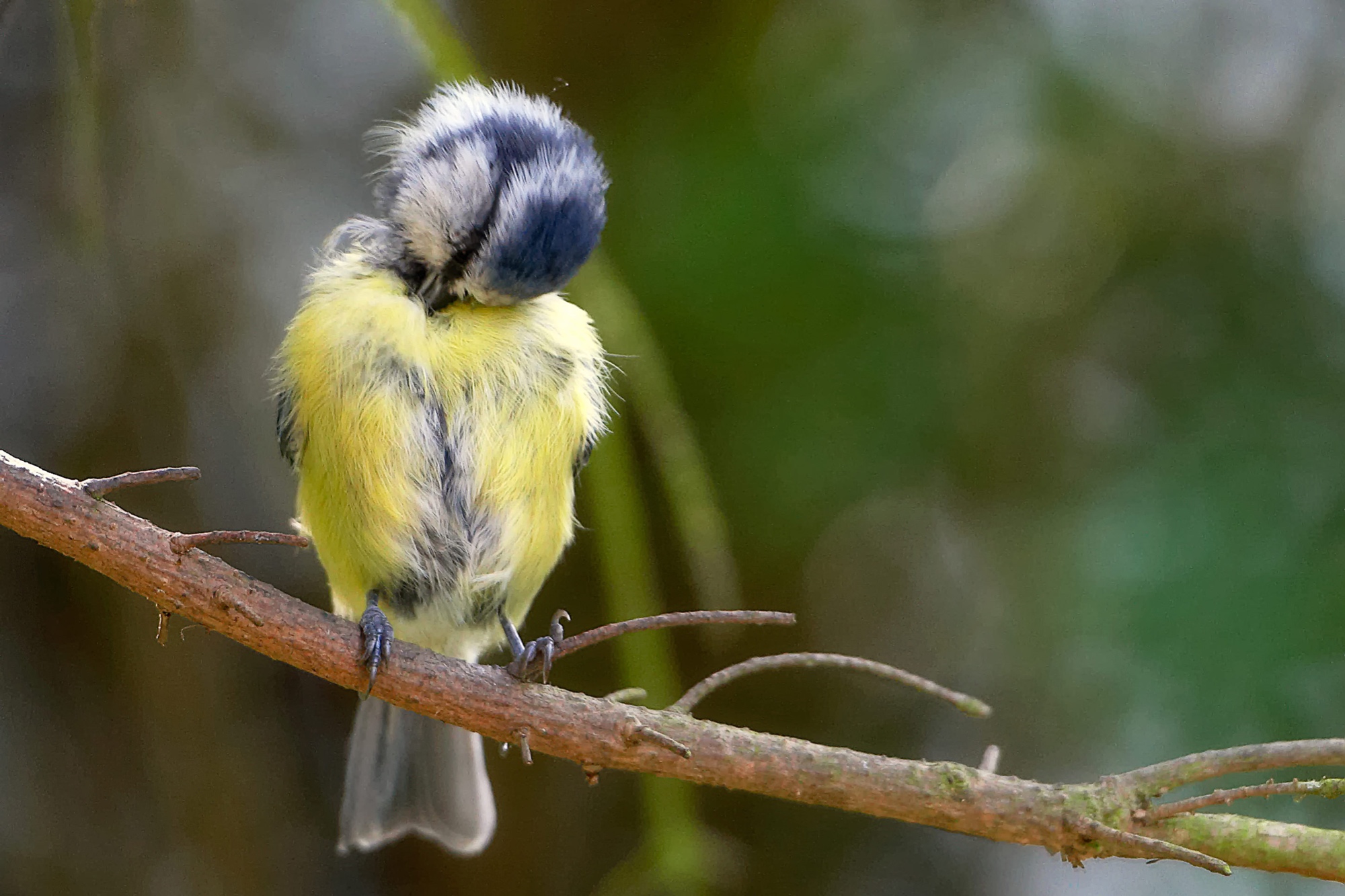 Blaumeise