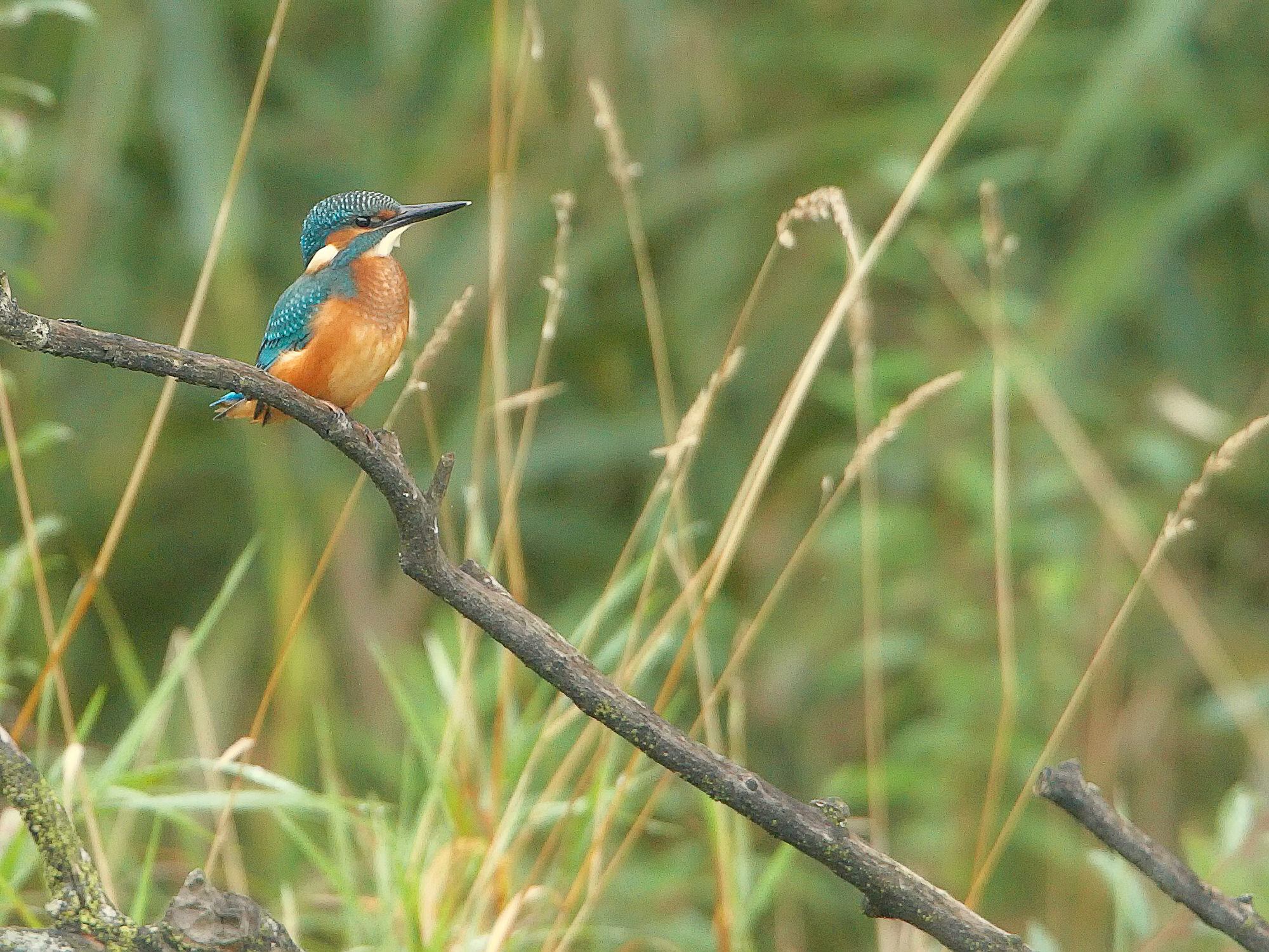 Eisvogel