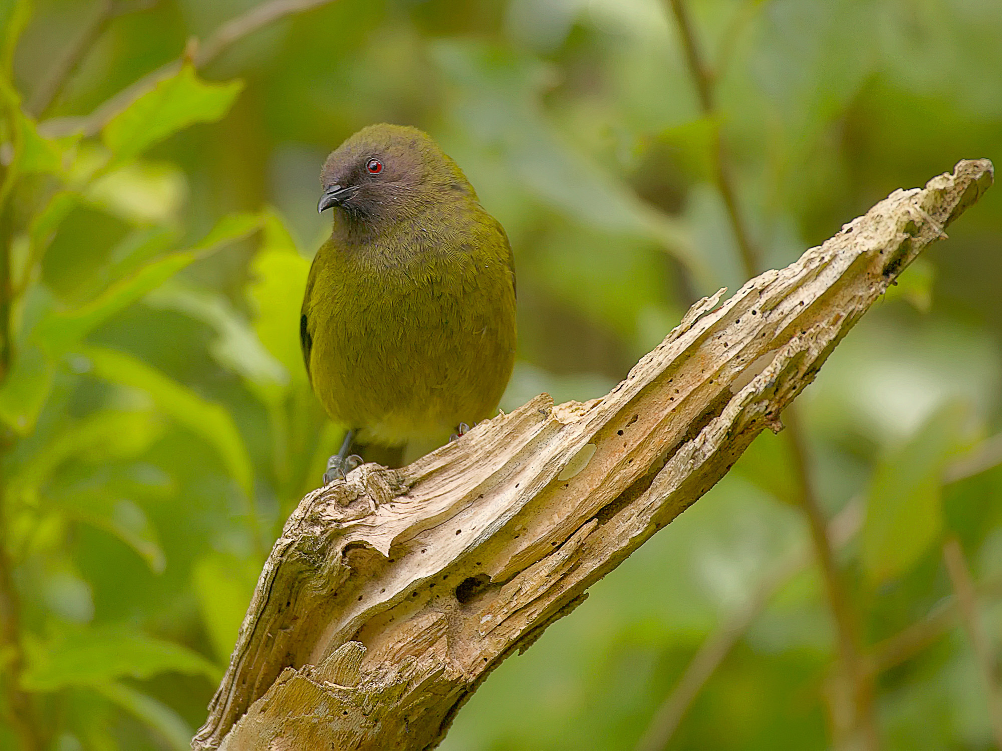 Glockenvogel (endemisch Neuseeland)