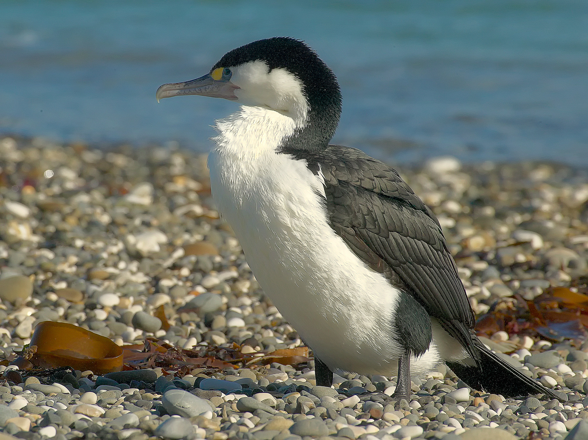Kormoran