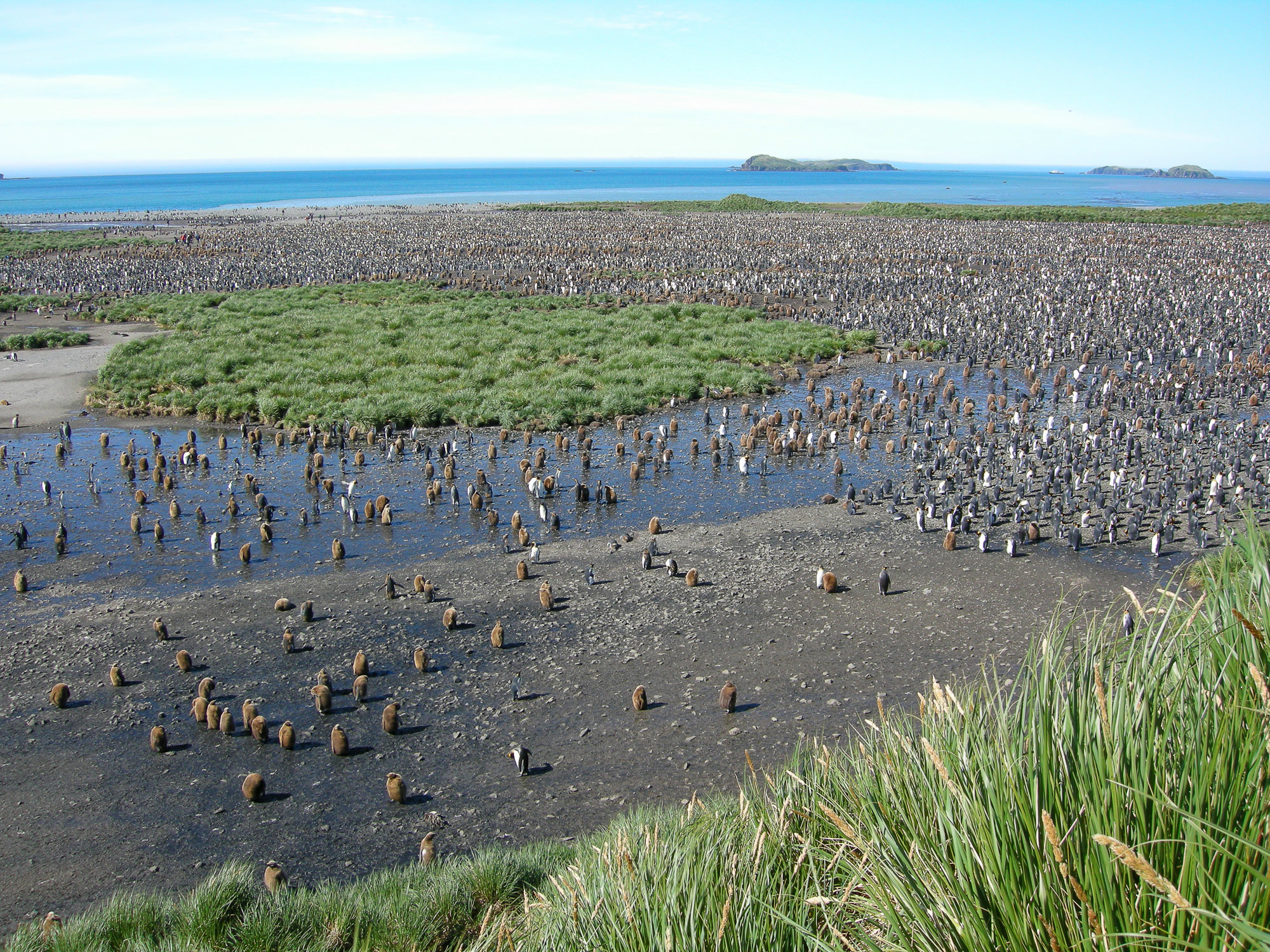 Königspinguin
