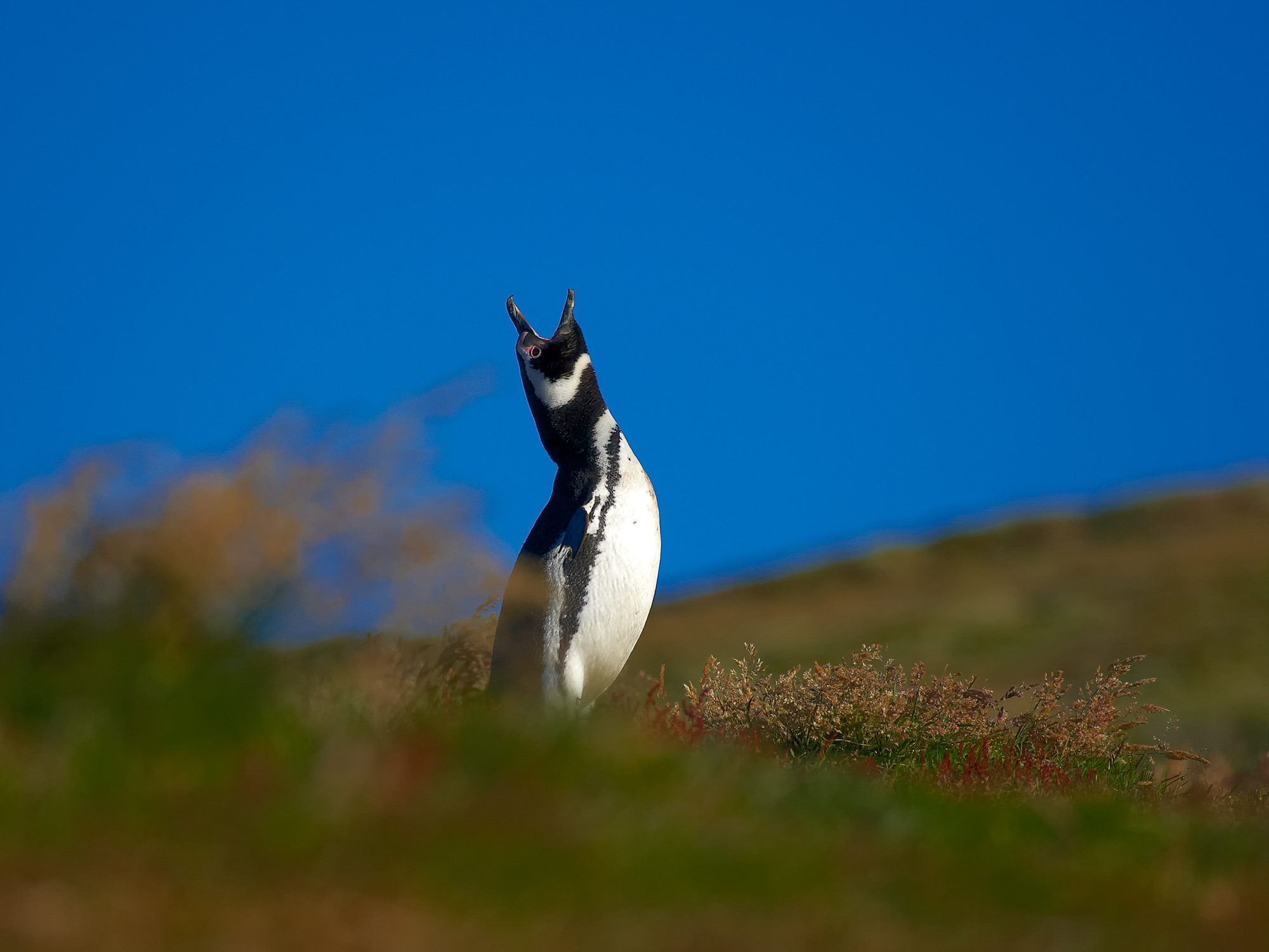 Magellan-Pinguin