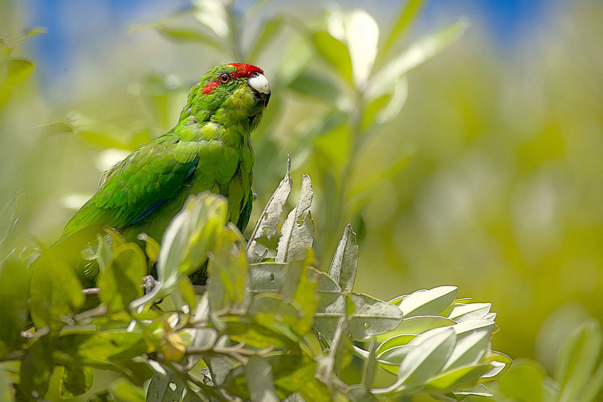 Papagai Kaka Kea