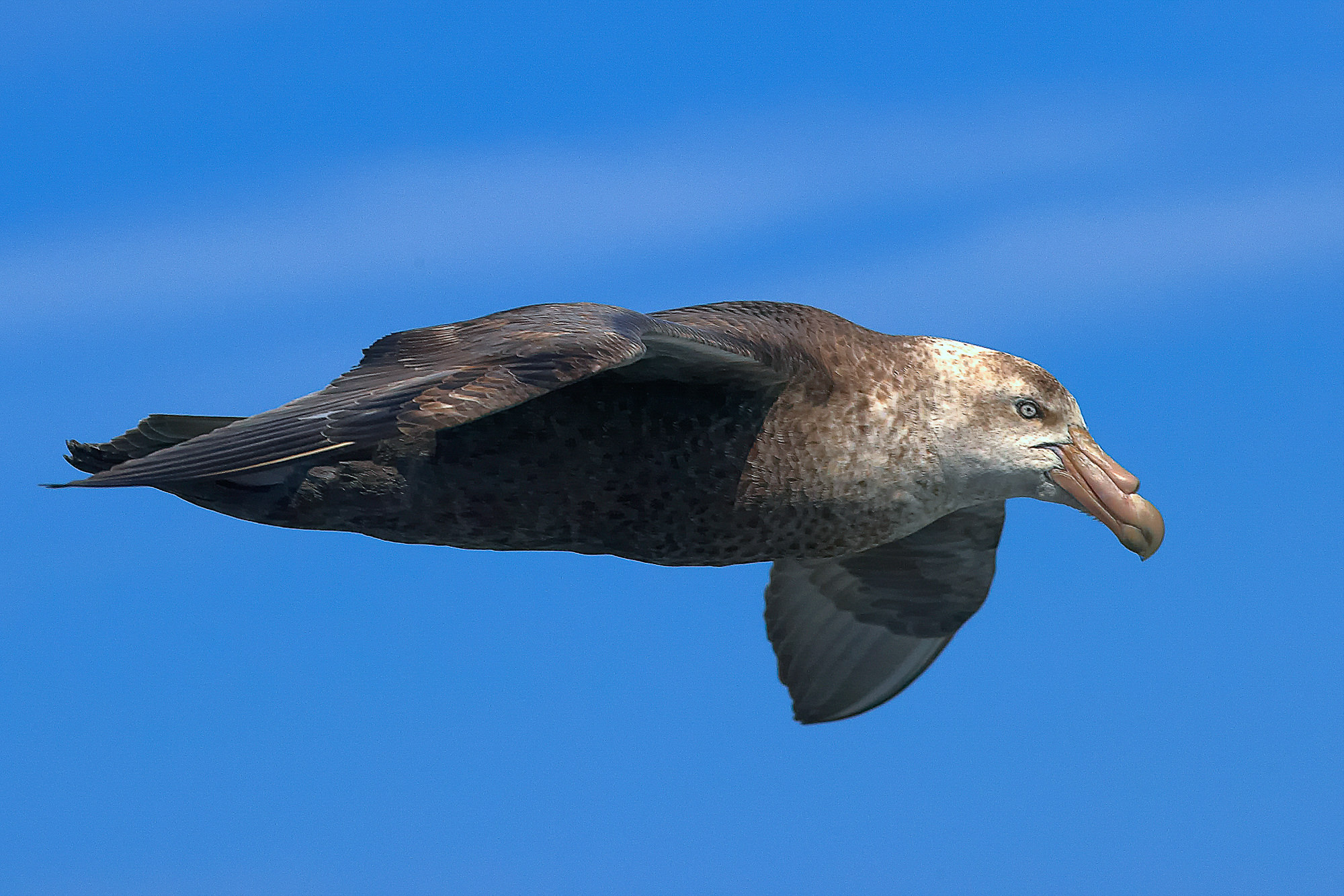 Riesensturmvogel