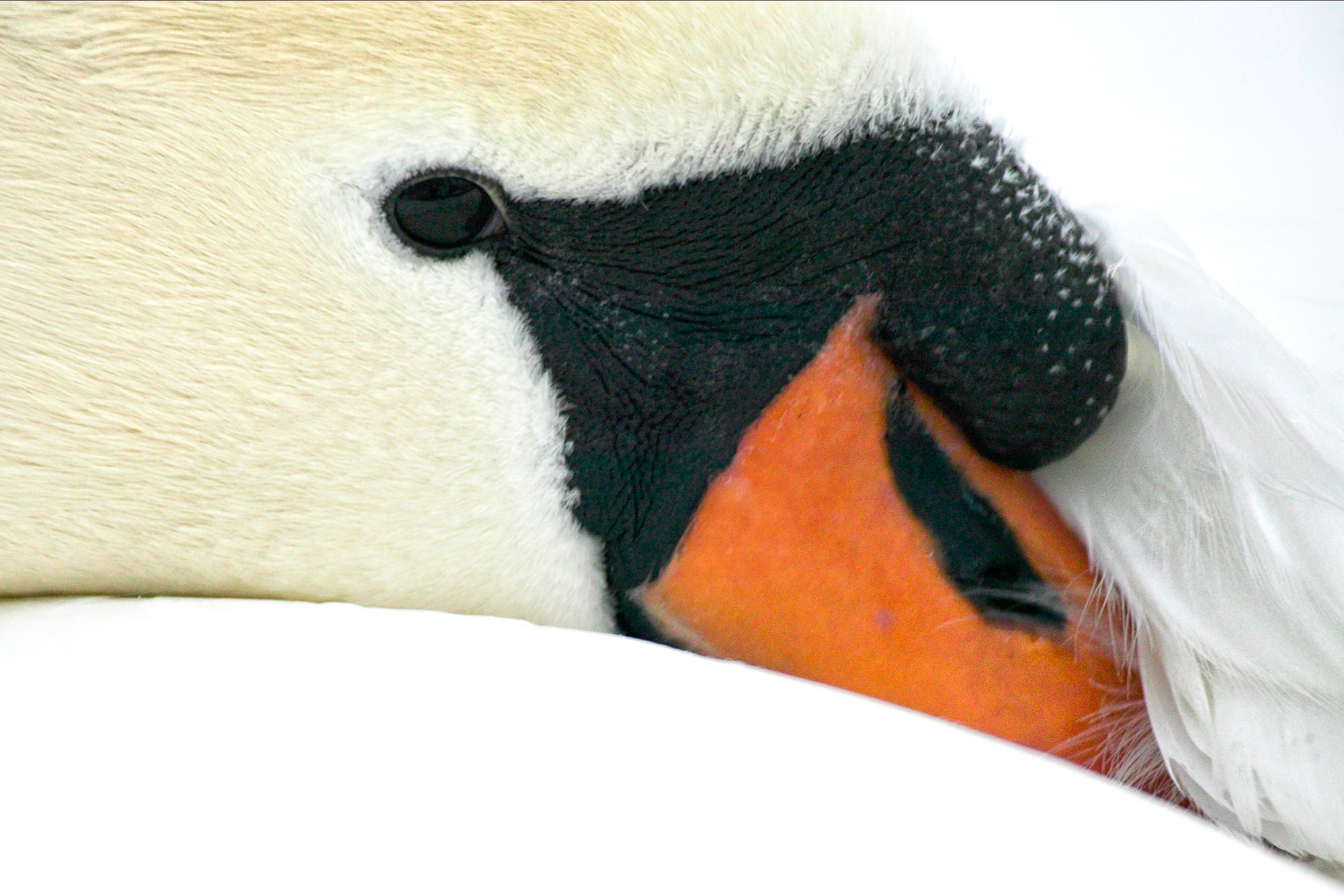 Schwan