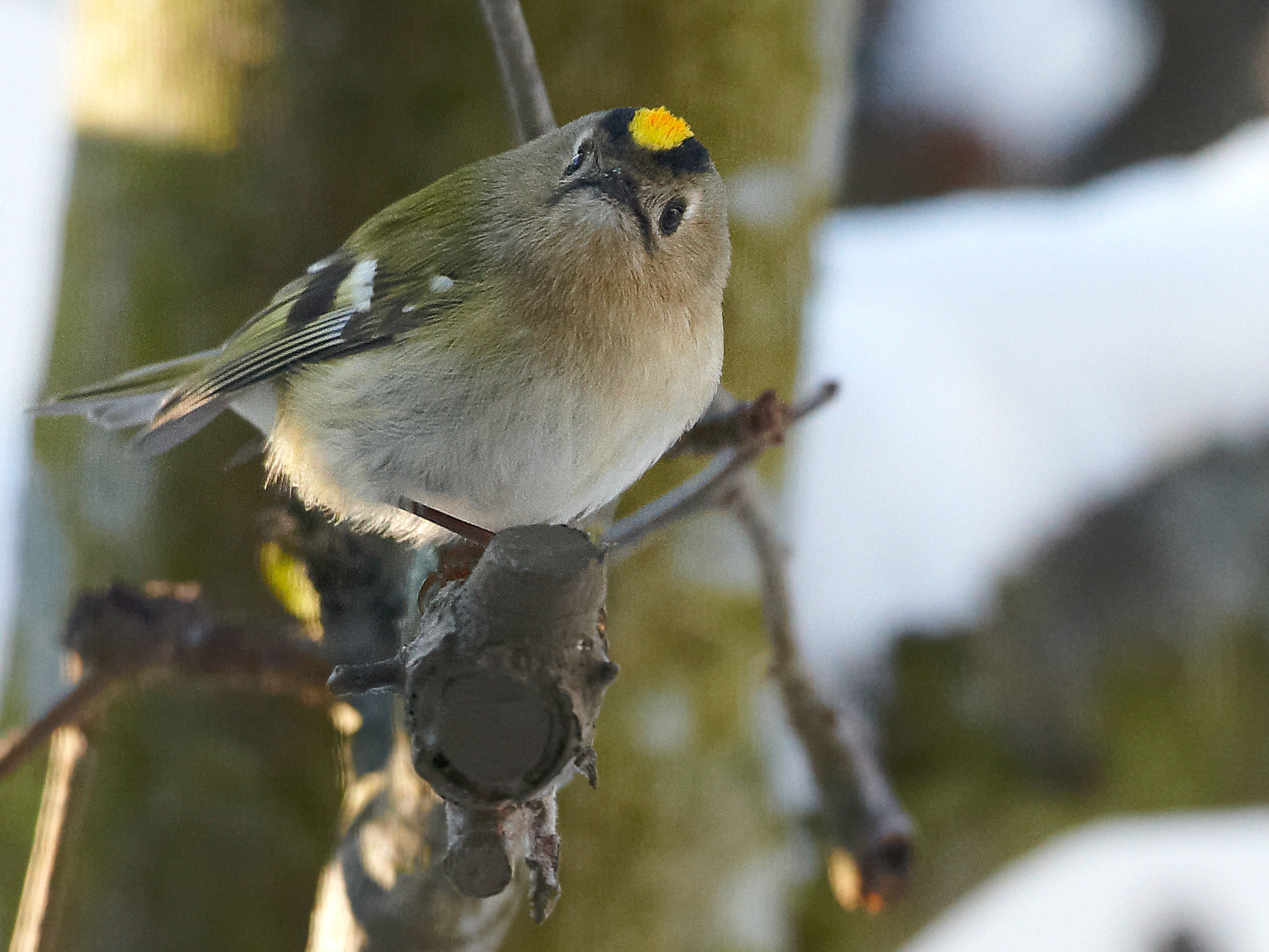 Wintergoldhähnchen