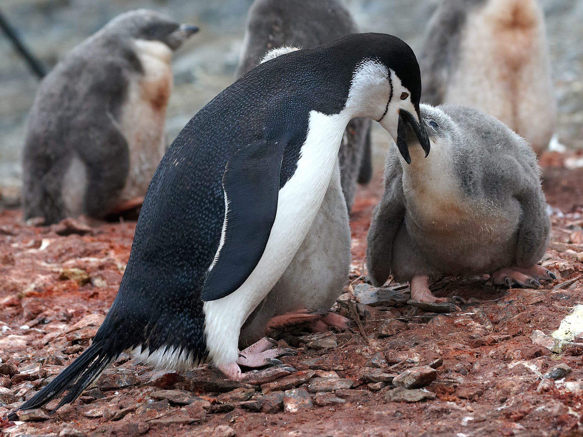 Zügelpinguin