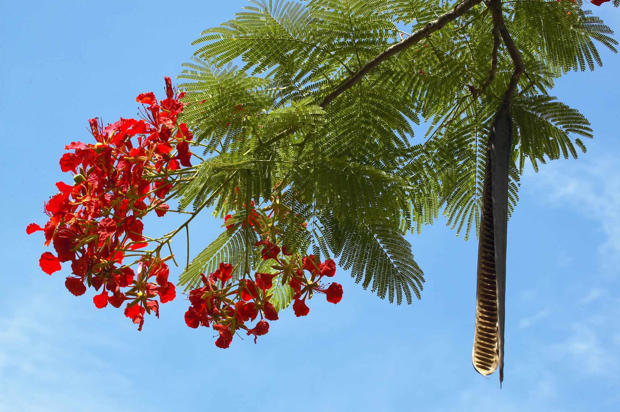 Akazie bei Nadi, Fiji