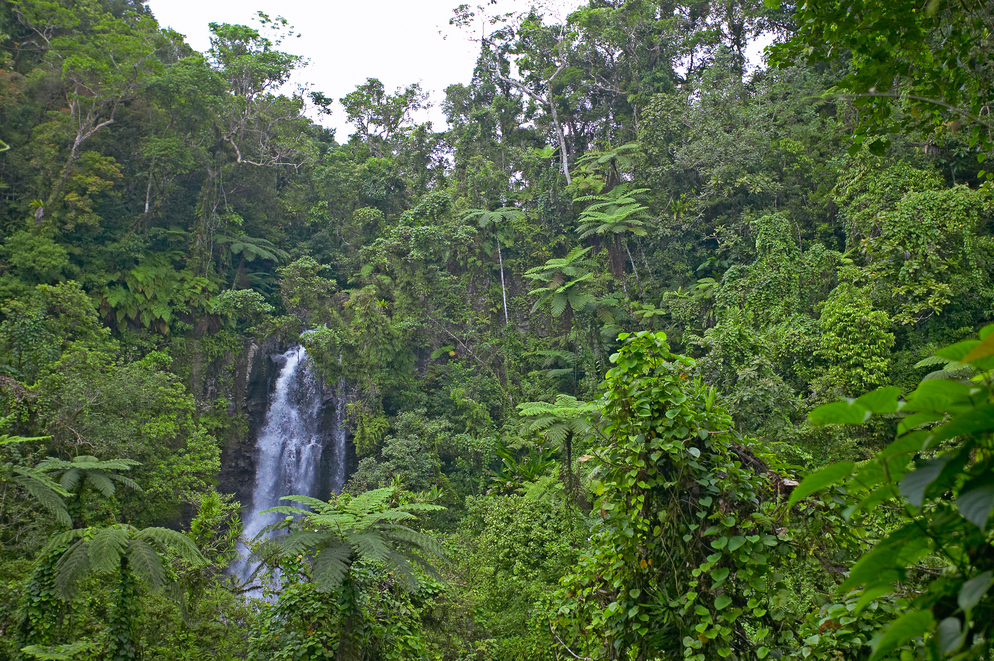 Wasserfall im Regenwald von Taveuni