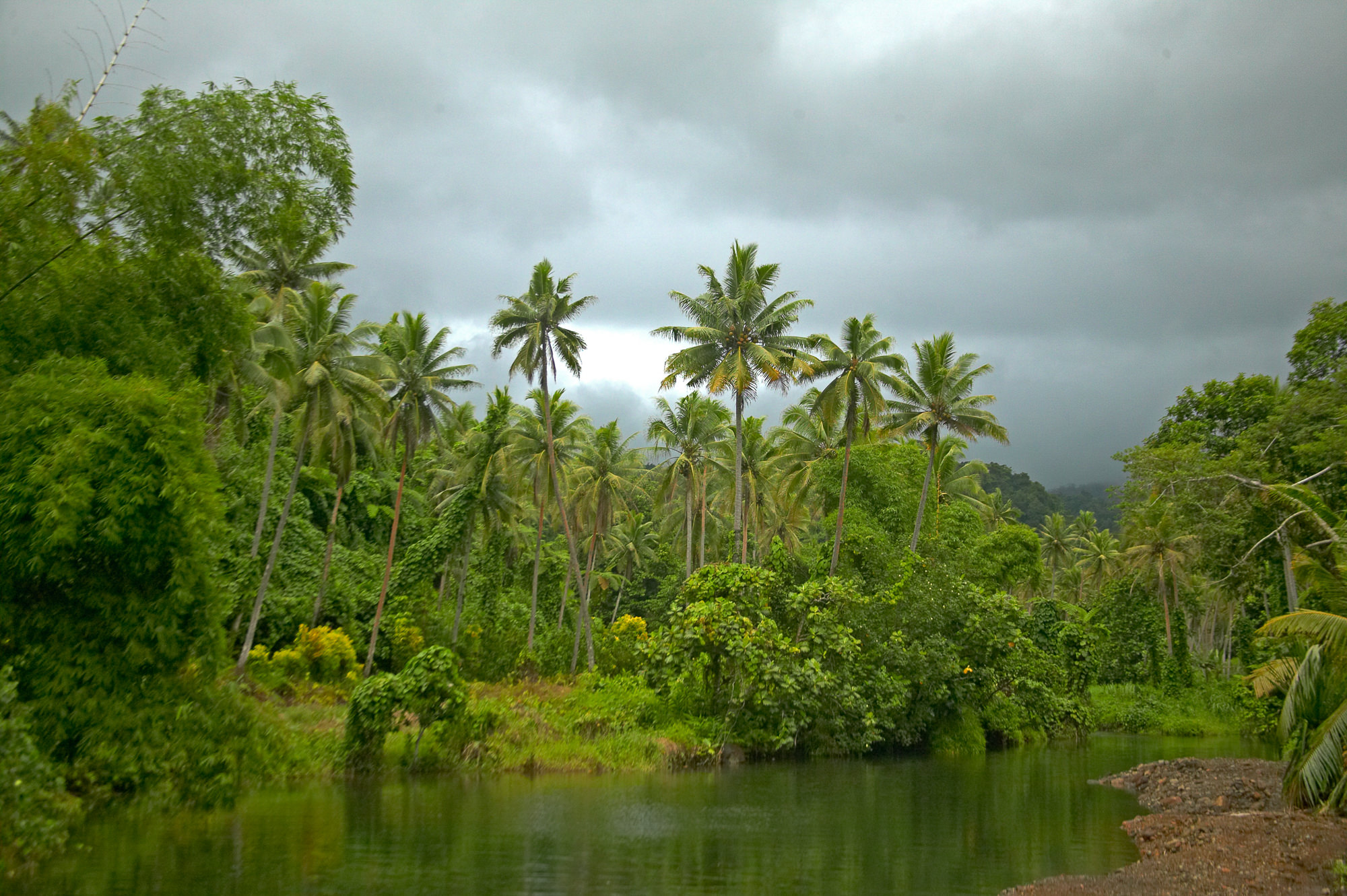 Regenwald, Taveuni Island