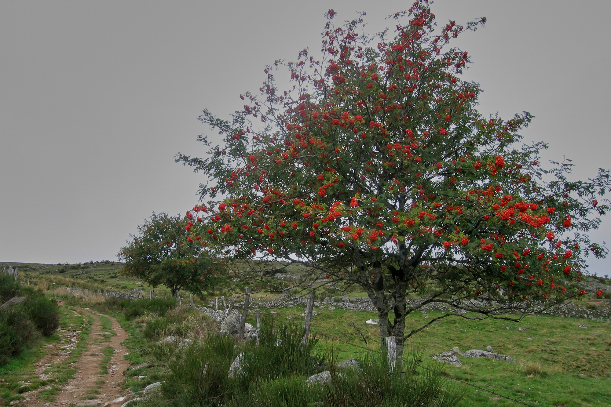 Tag 1: Von Aumont-Aubrac nach Nasbinals