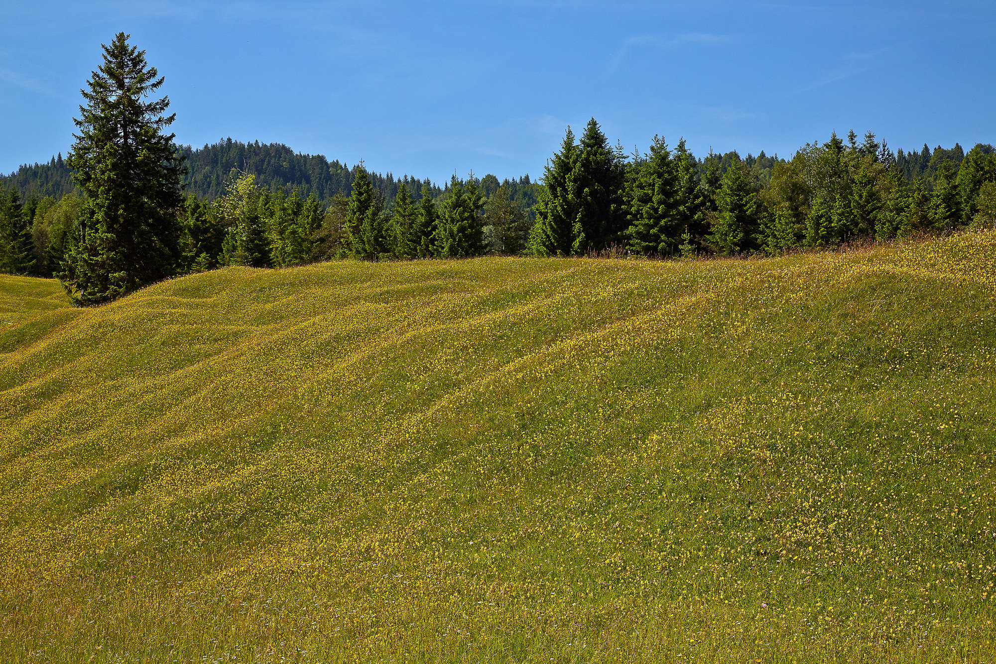 Frühling in den Buckelwiesen bei Mittenwald