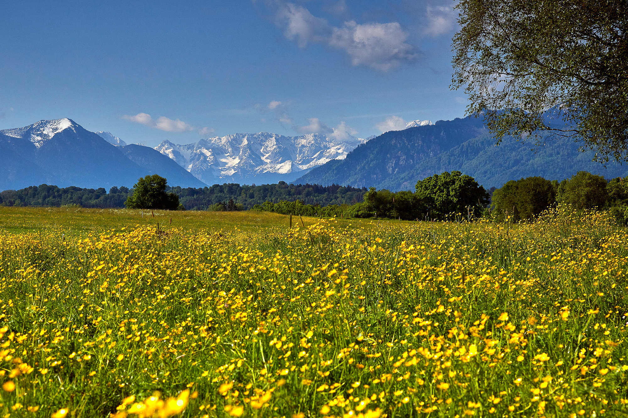 Frühlingswiese in den Voralpen