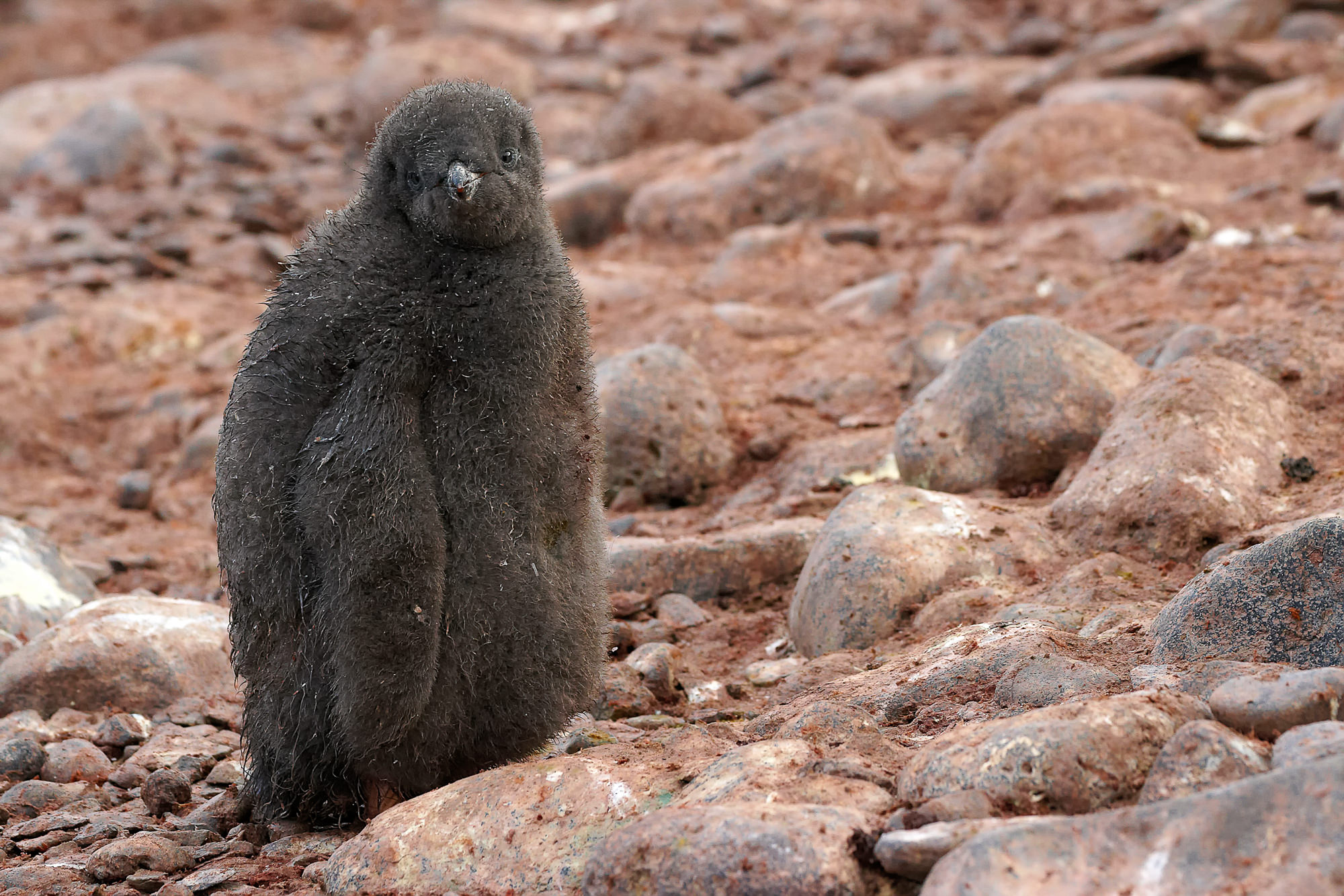 adelie penguin cub
