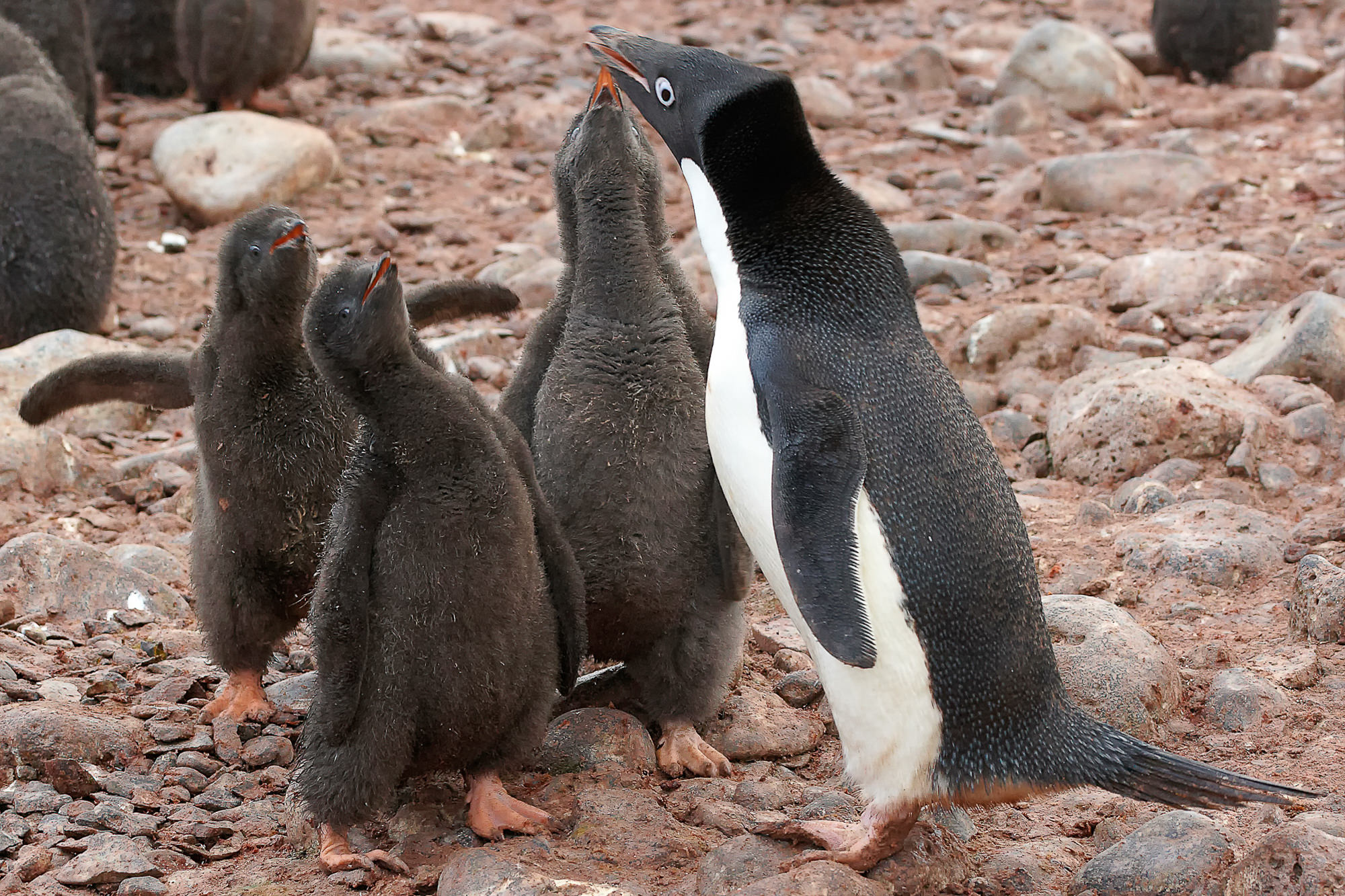adelie penguins