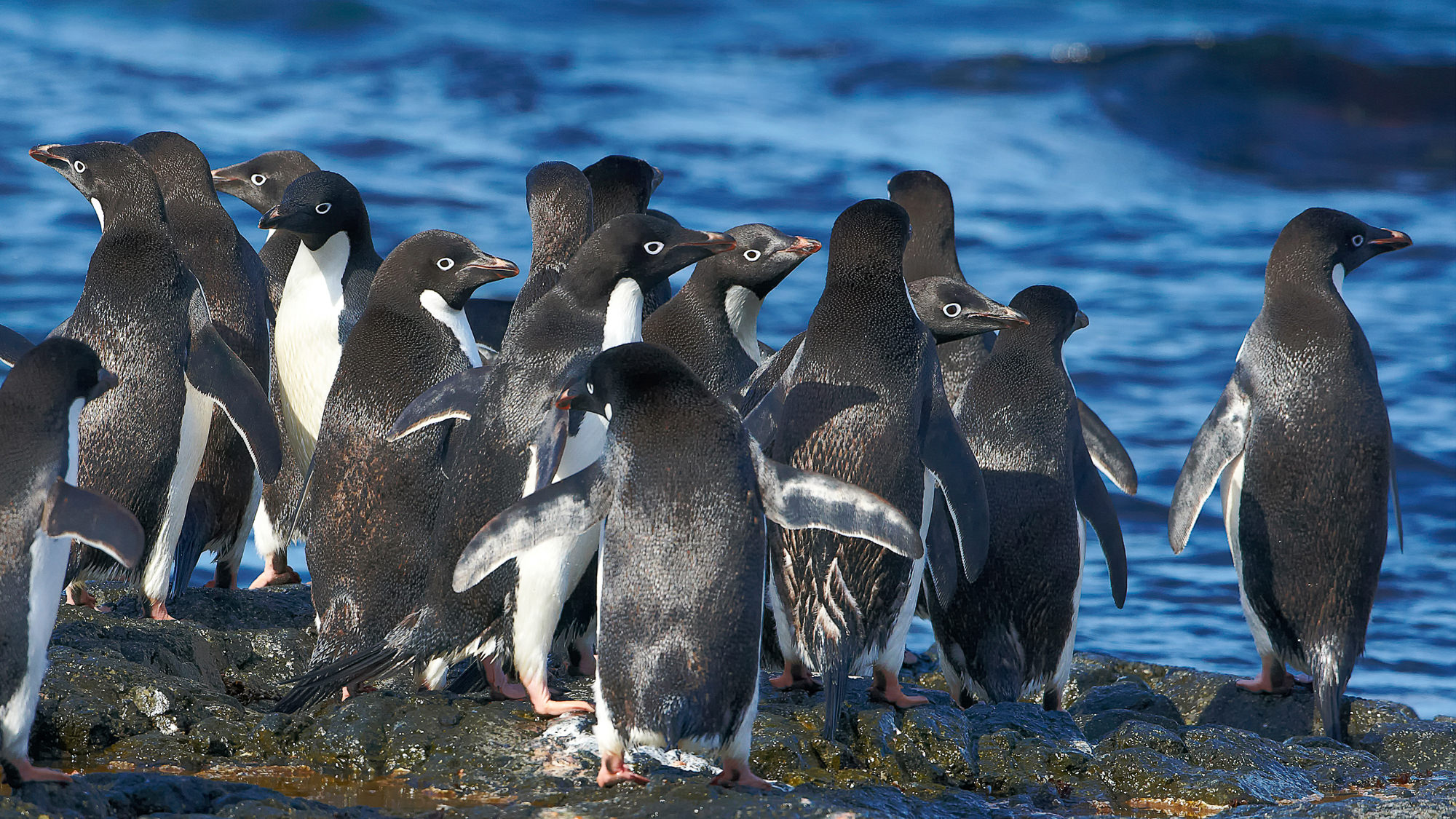 swimming fun with the adelie penguins