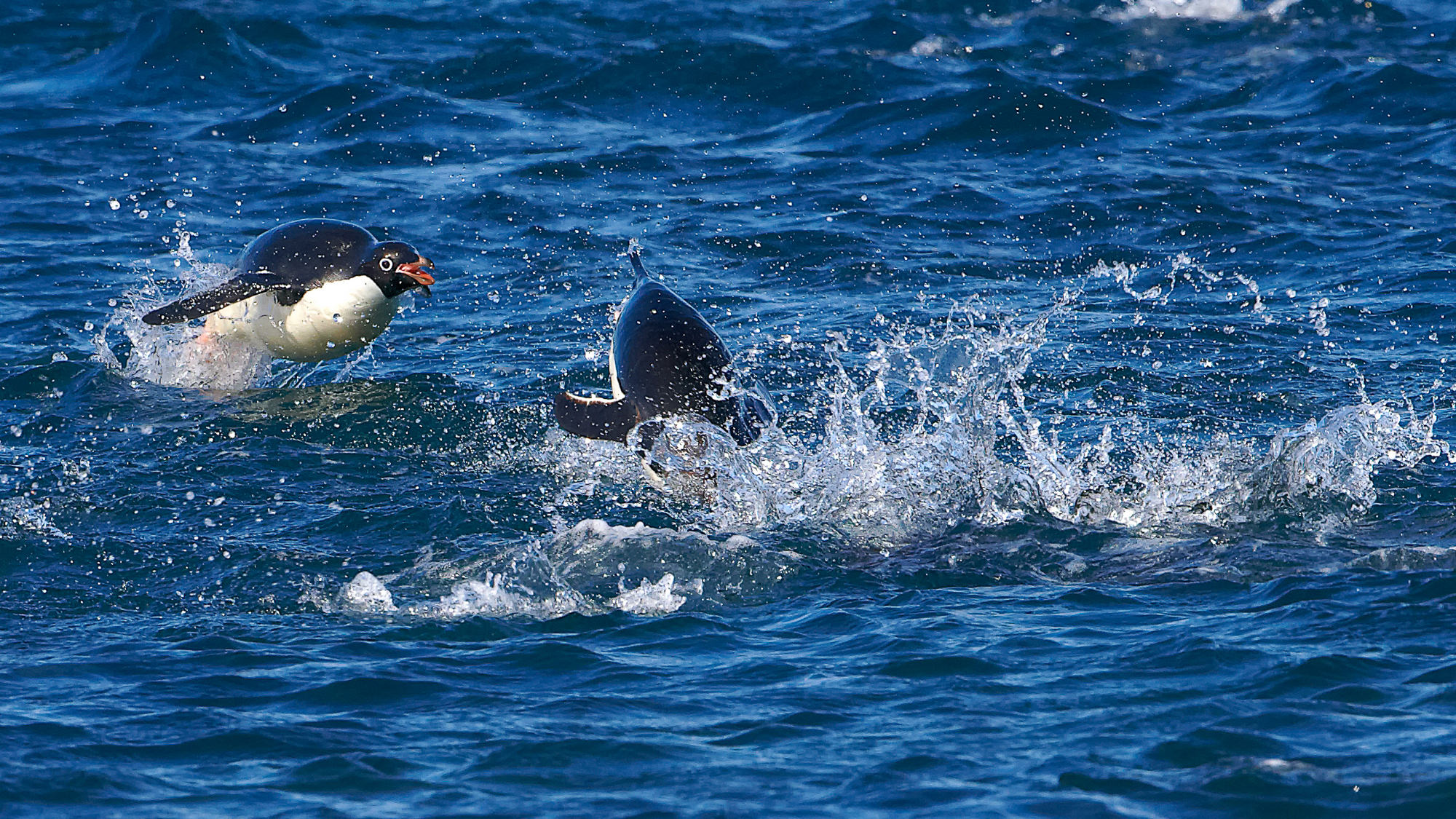 swimming fun with the adelie penguins