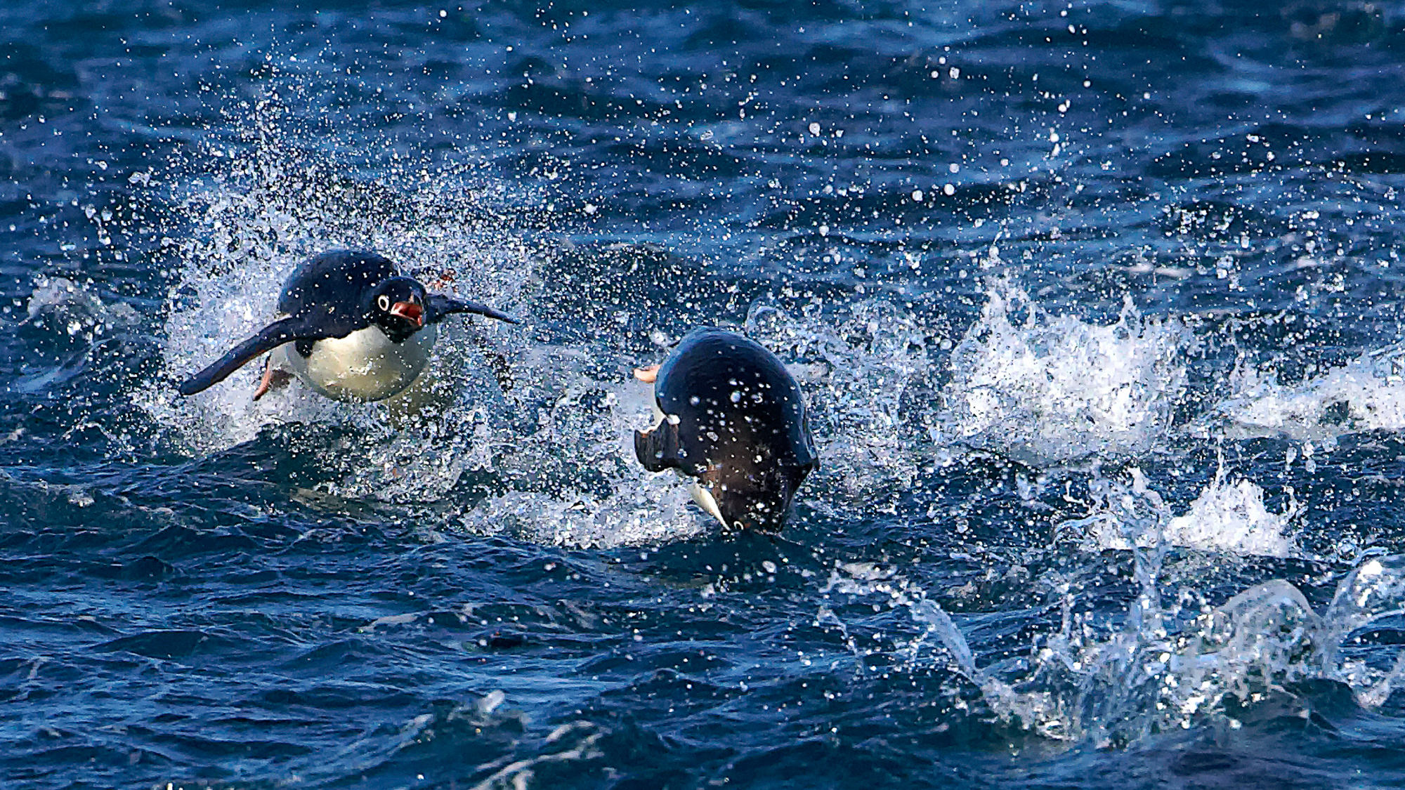 swimming fun with the adelie penguins