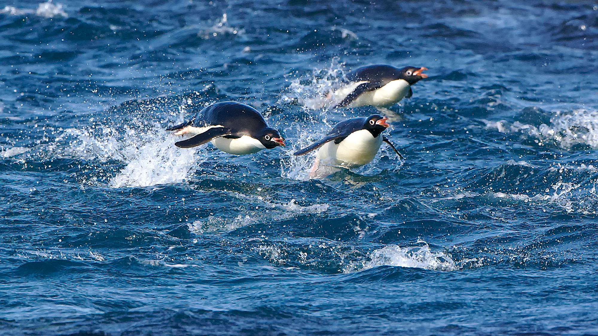 swimming fun with the adelie penguins