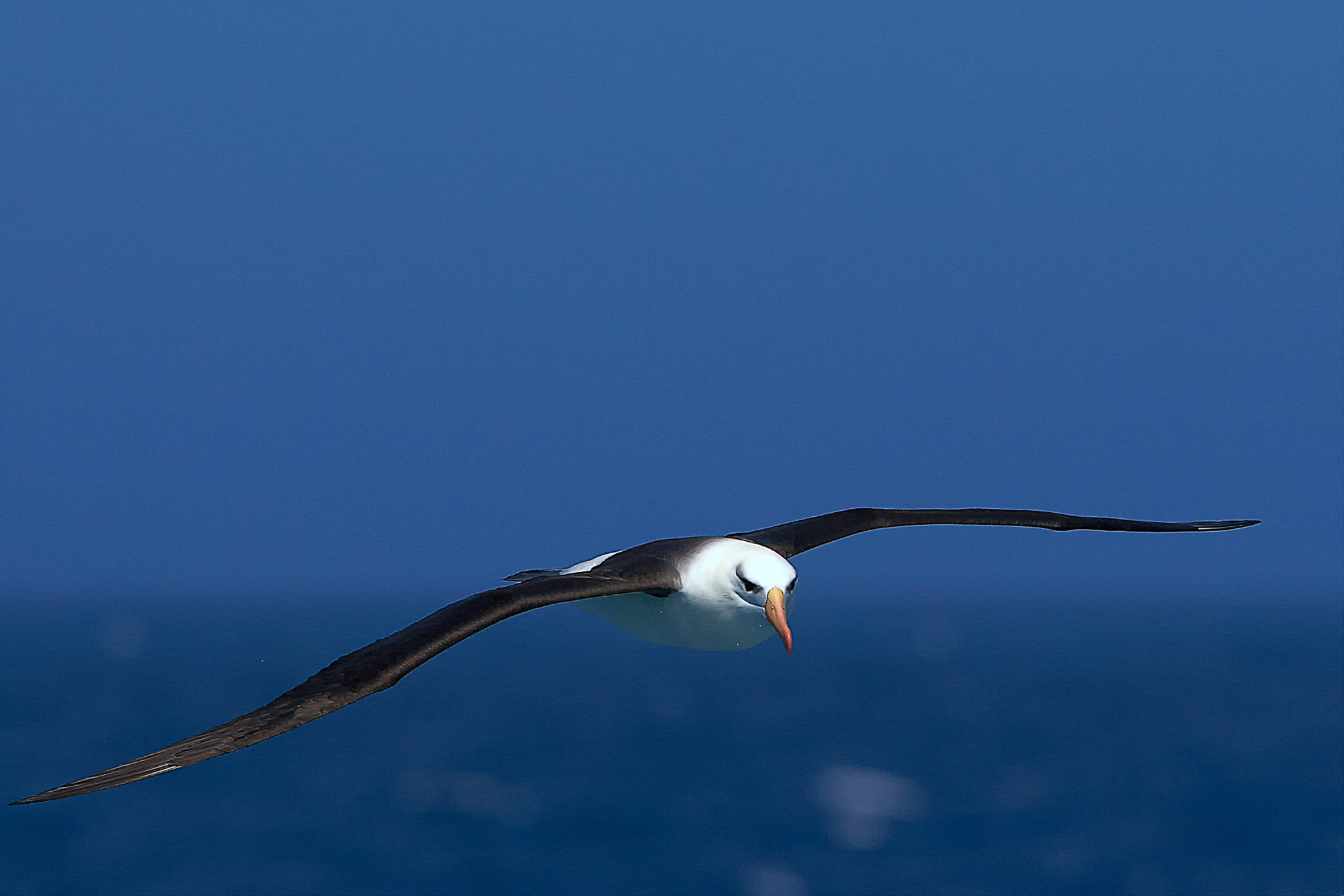 wandering albatross