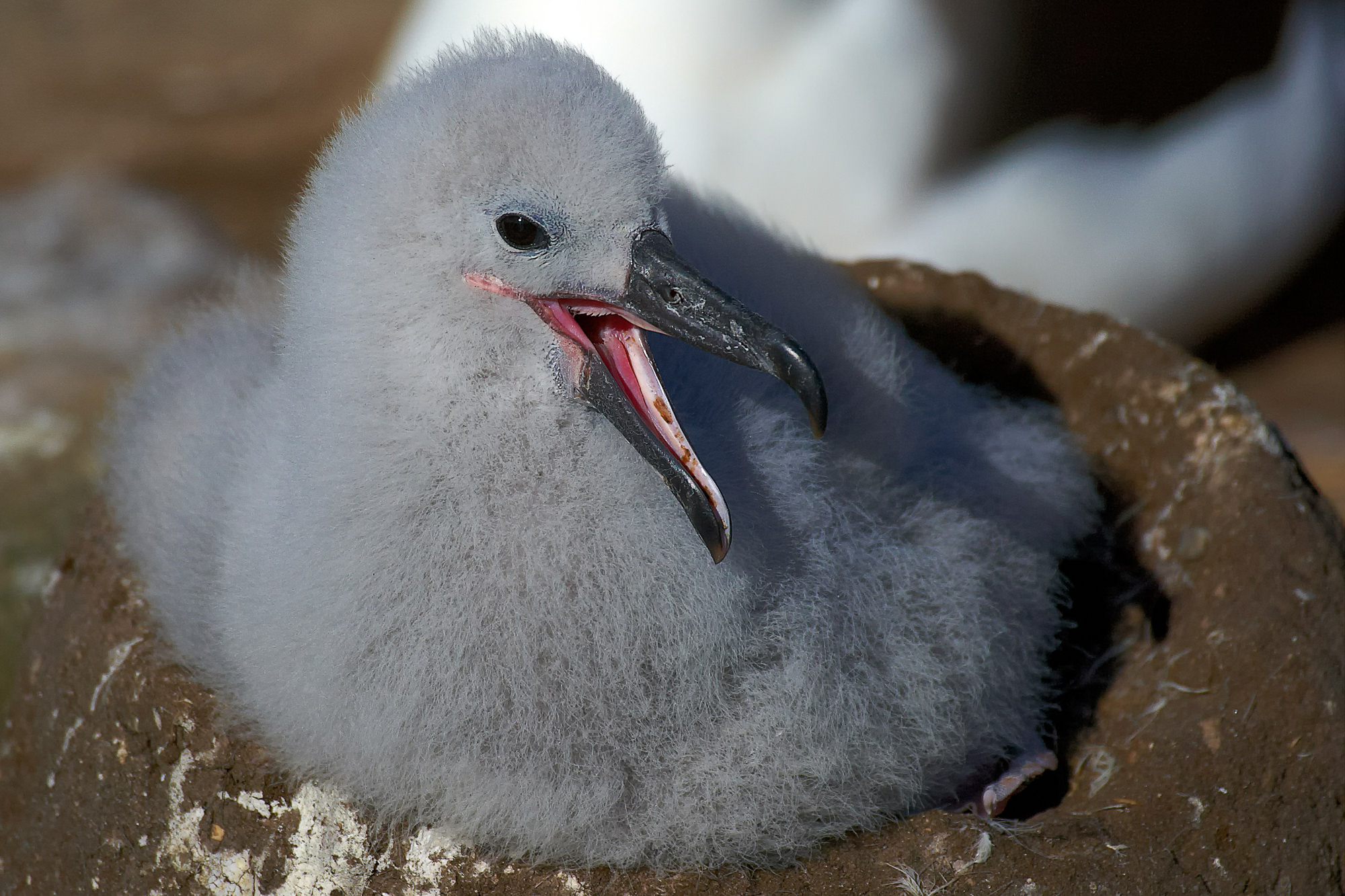 wandering albatross chick