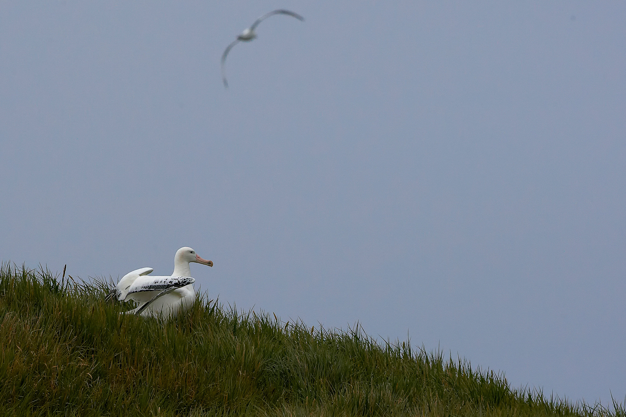 wandering albatross