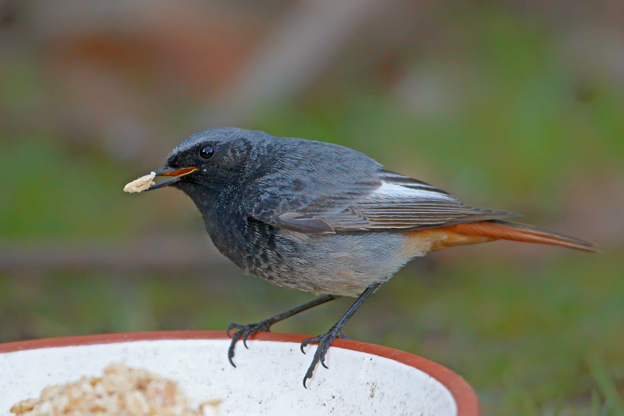 black redstart (male)